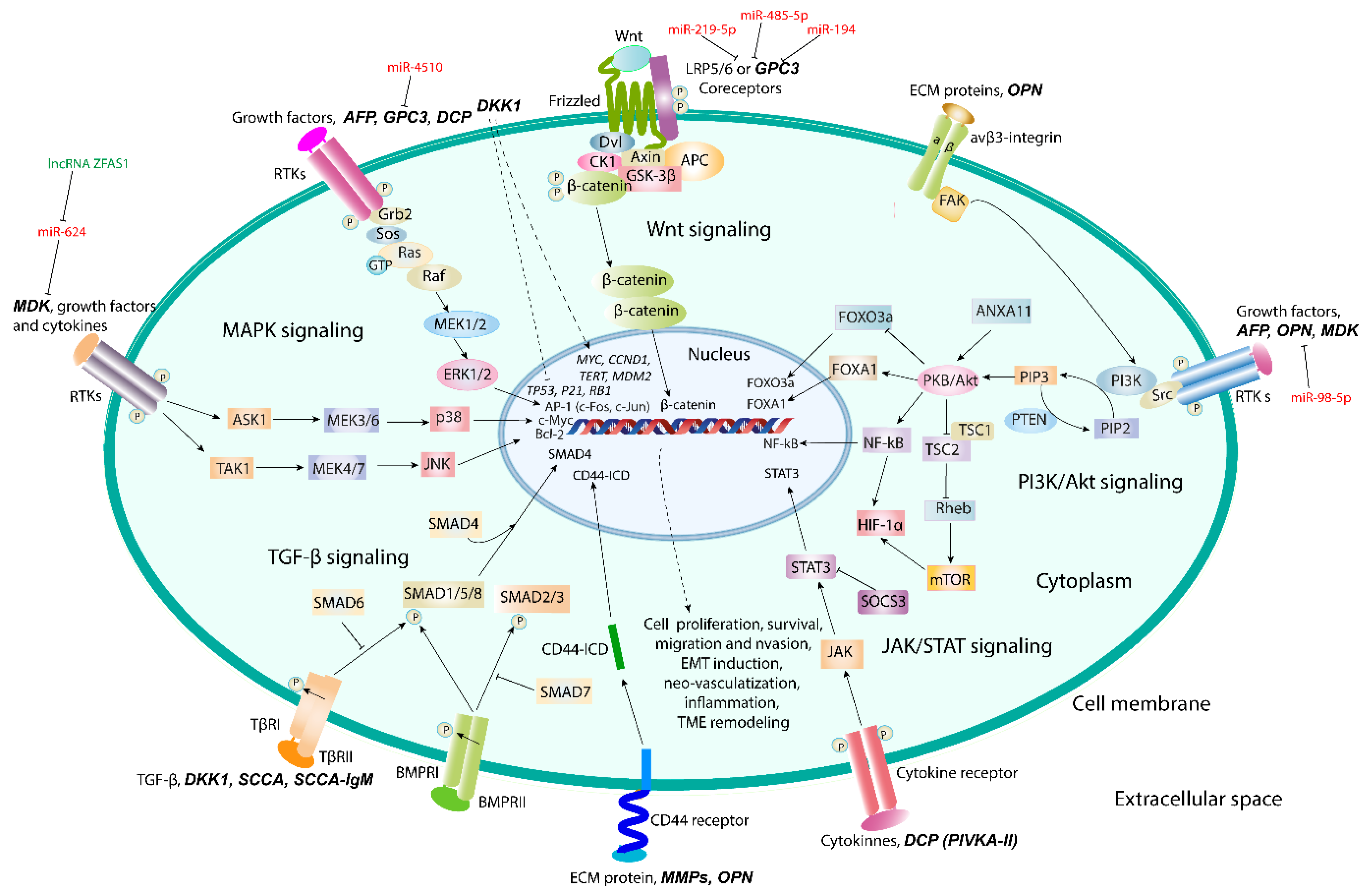 Biomedicines 09 00159 g004