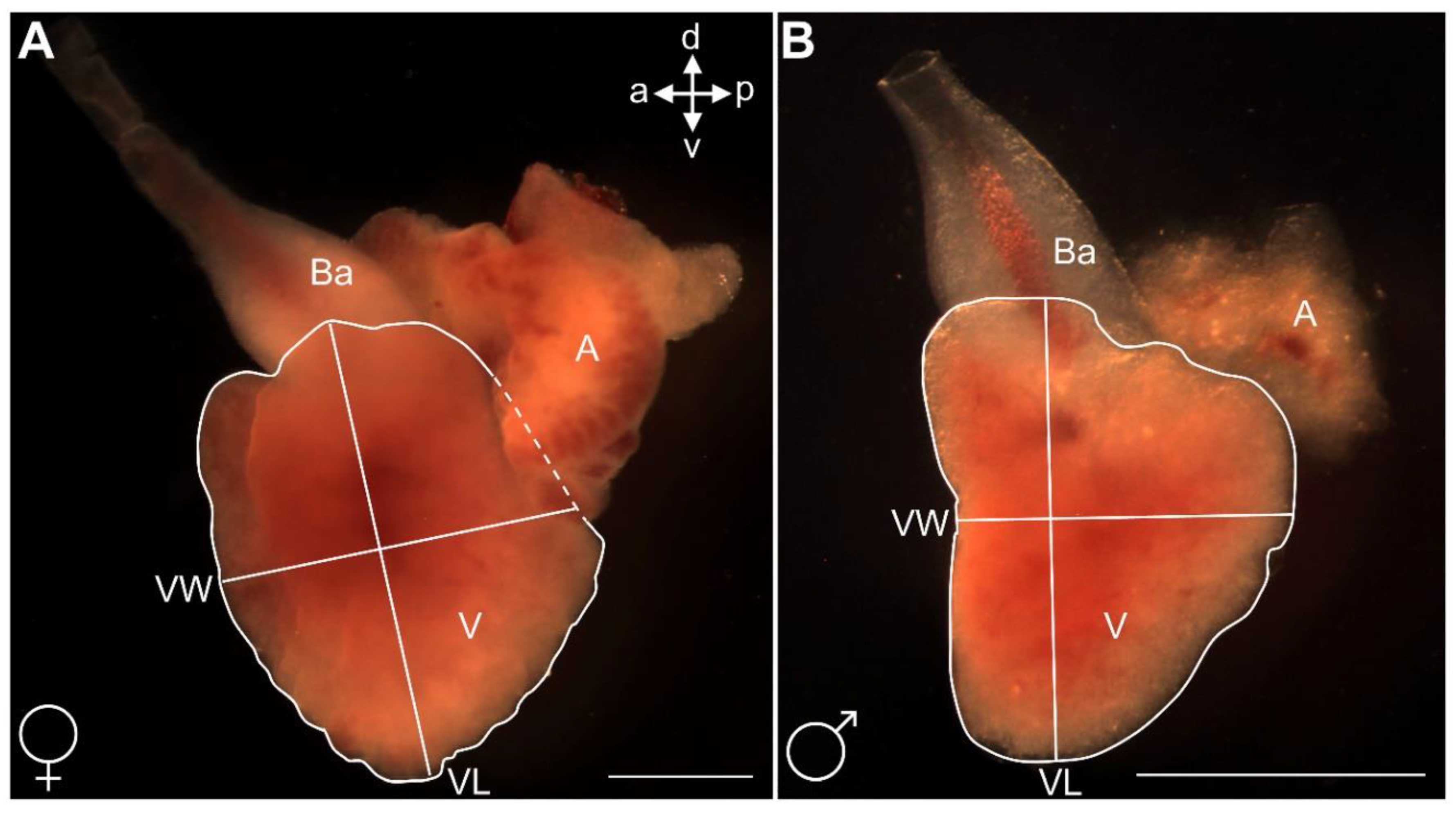 Biomedicines 09 00165 g004 Biomedicines 09 00165 g004