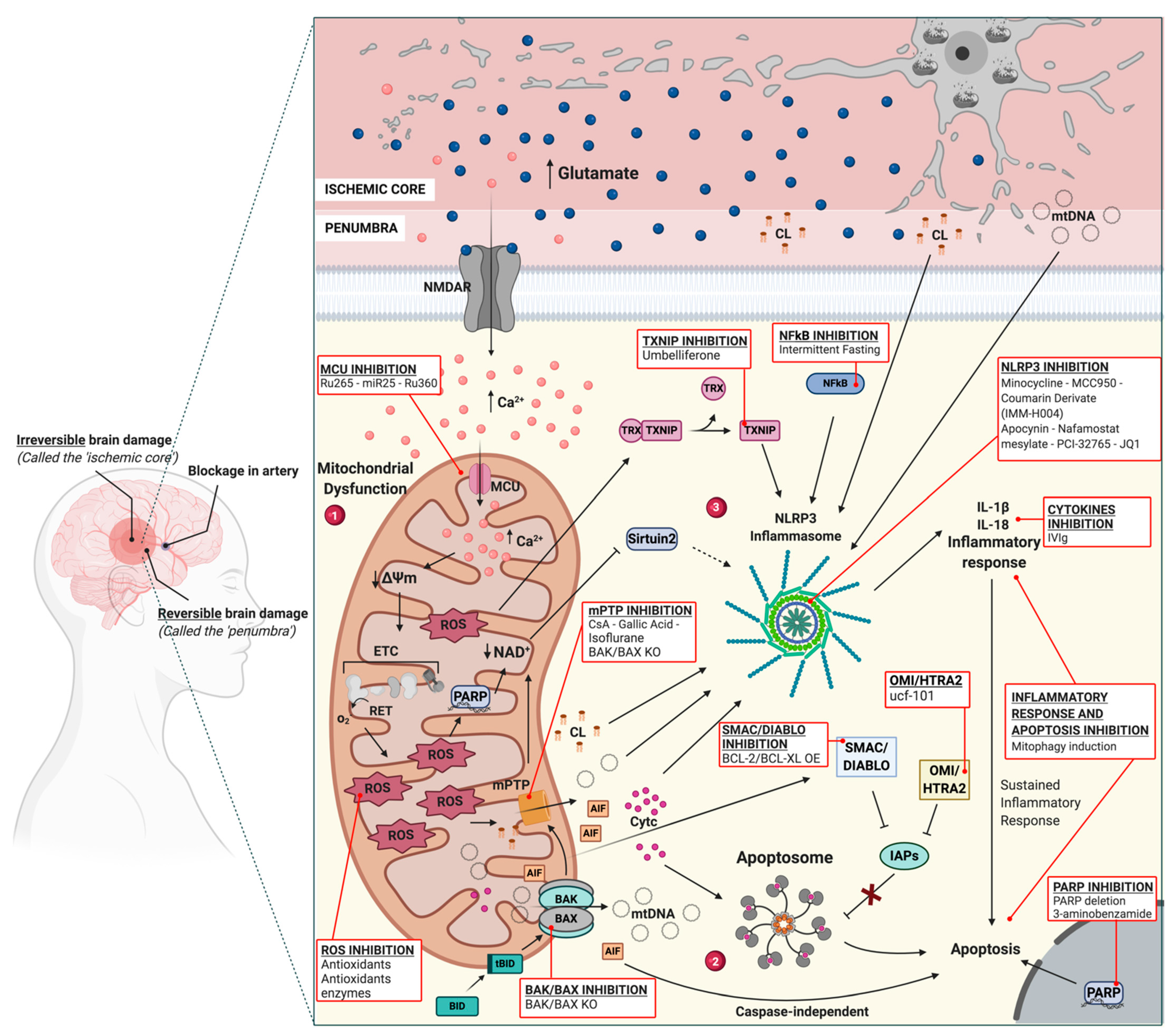 Distinct Roles of Autophagy in the Heart During Ischemia and Reperfusion