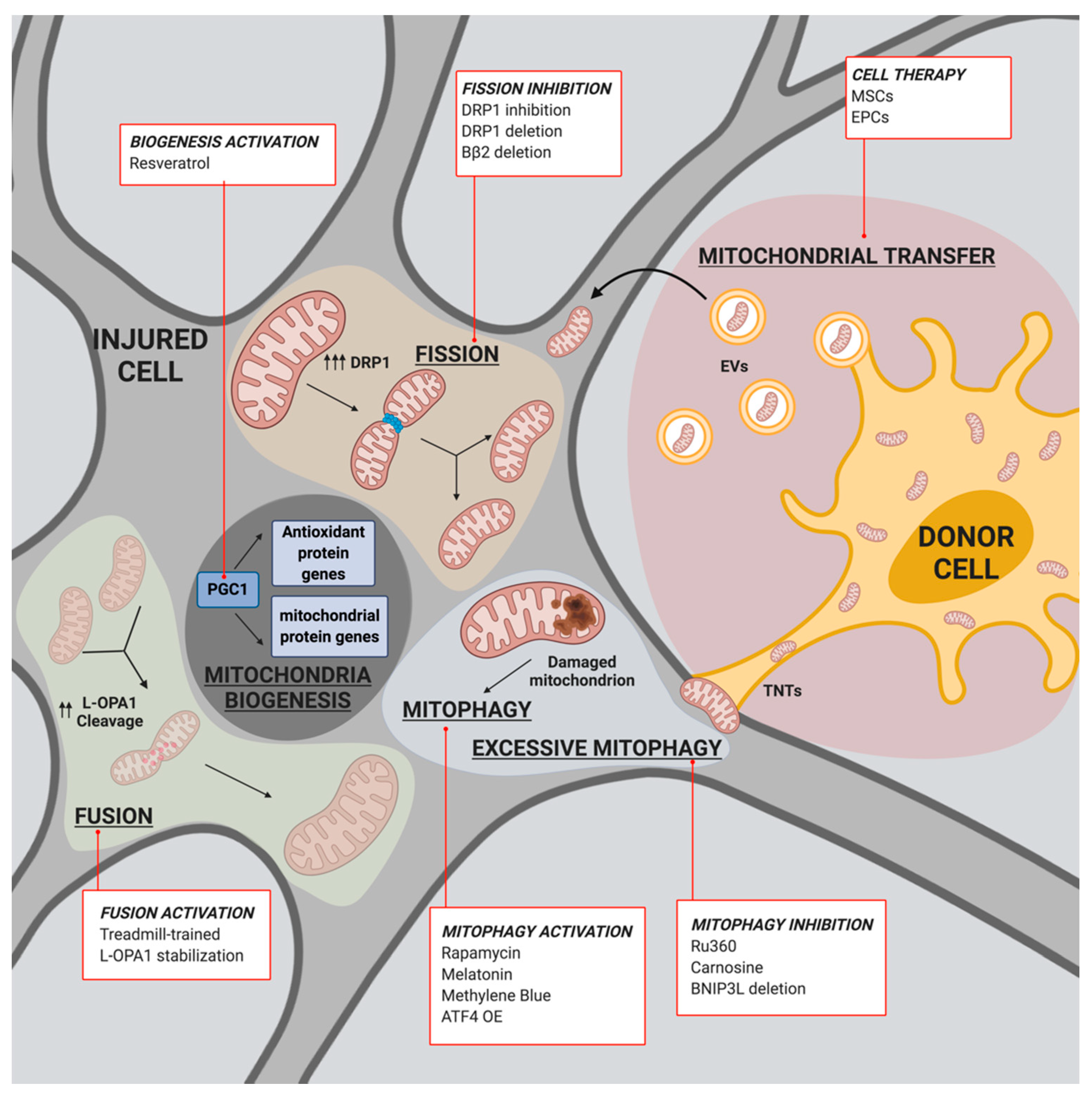 Biomedicines 09 00169 g002