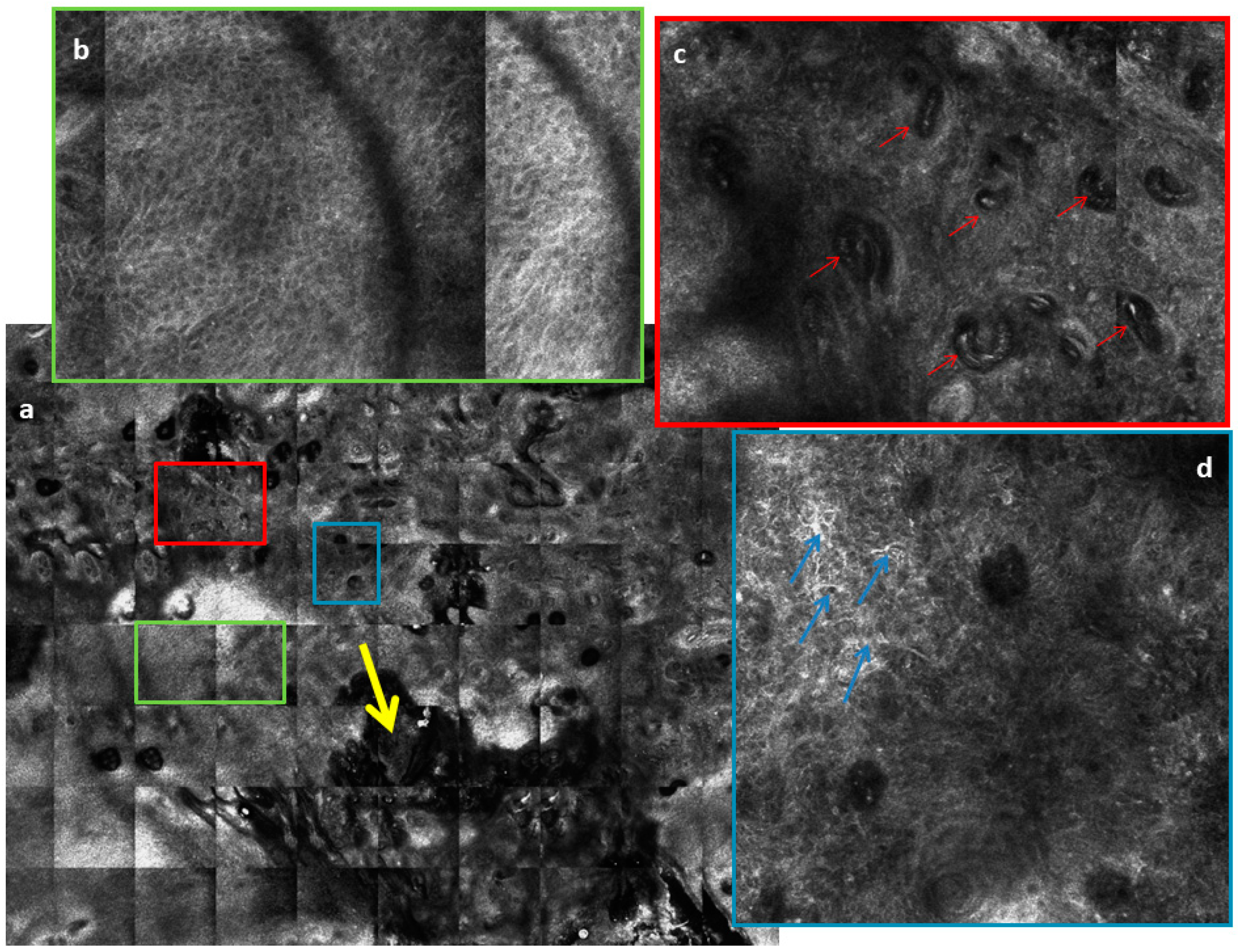 Biomedicines 09 00171 g005 Biomedicines 09 00171 g005