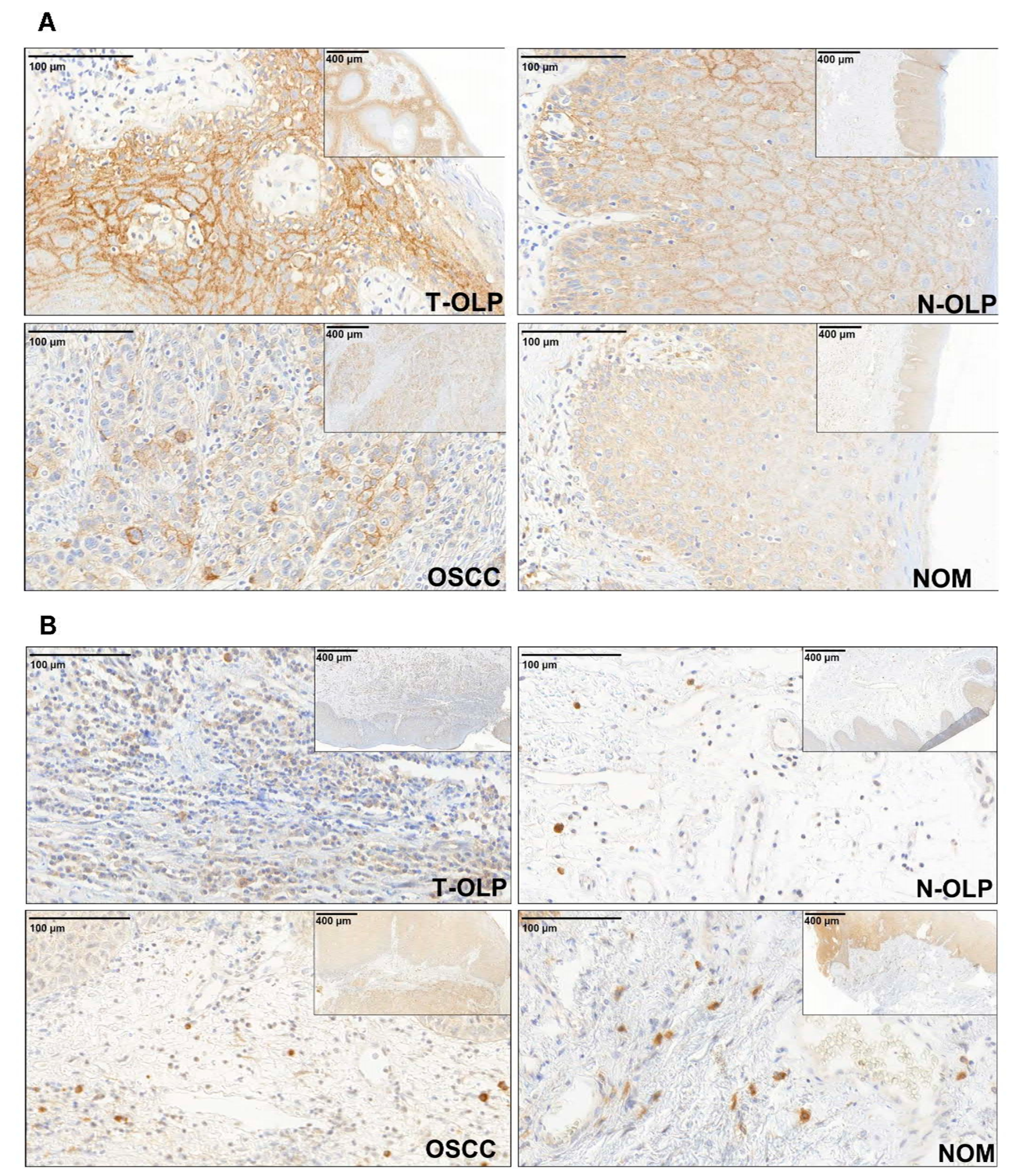 Biomedicines 09 00194 g002 Biomedicines 09 00194 g002