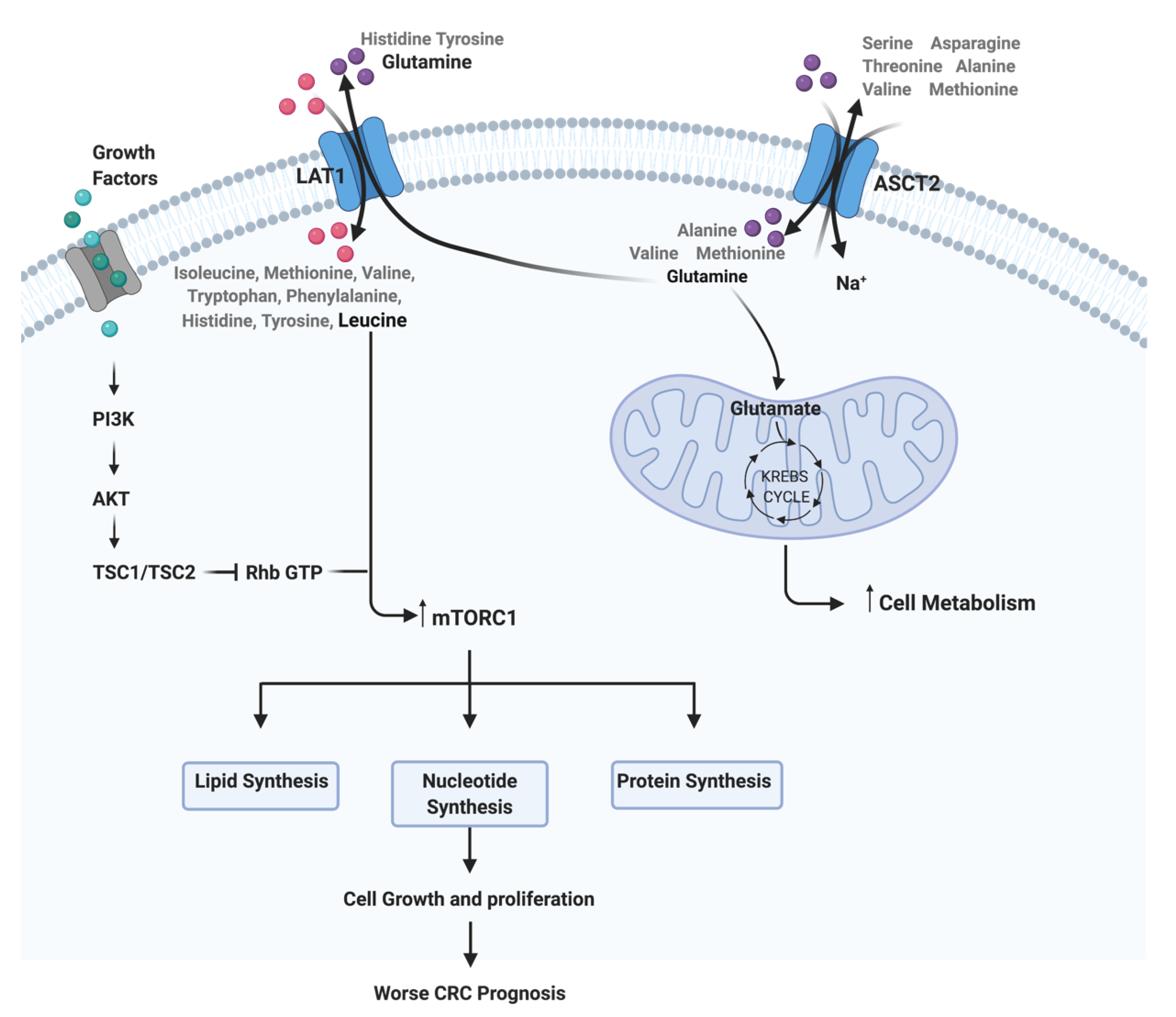 Biomedicines 09 00195 g001