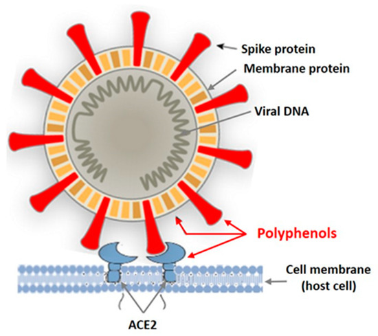 Biomedicines 09 00200 g002 550