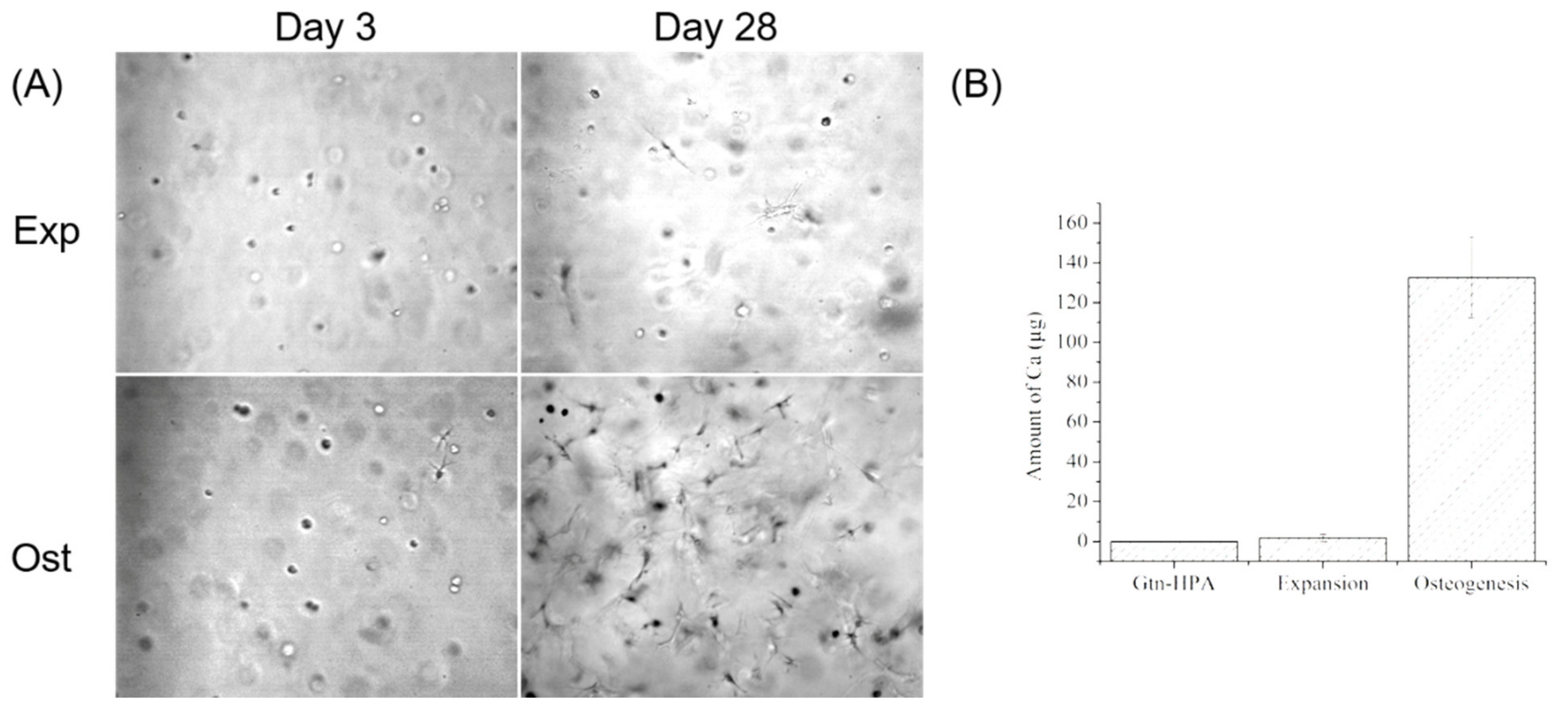 Biomedicines 09 00203 g008