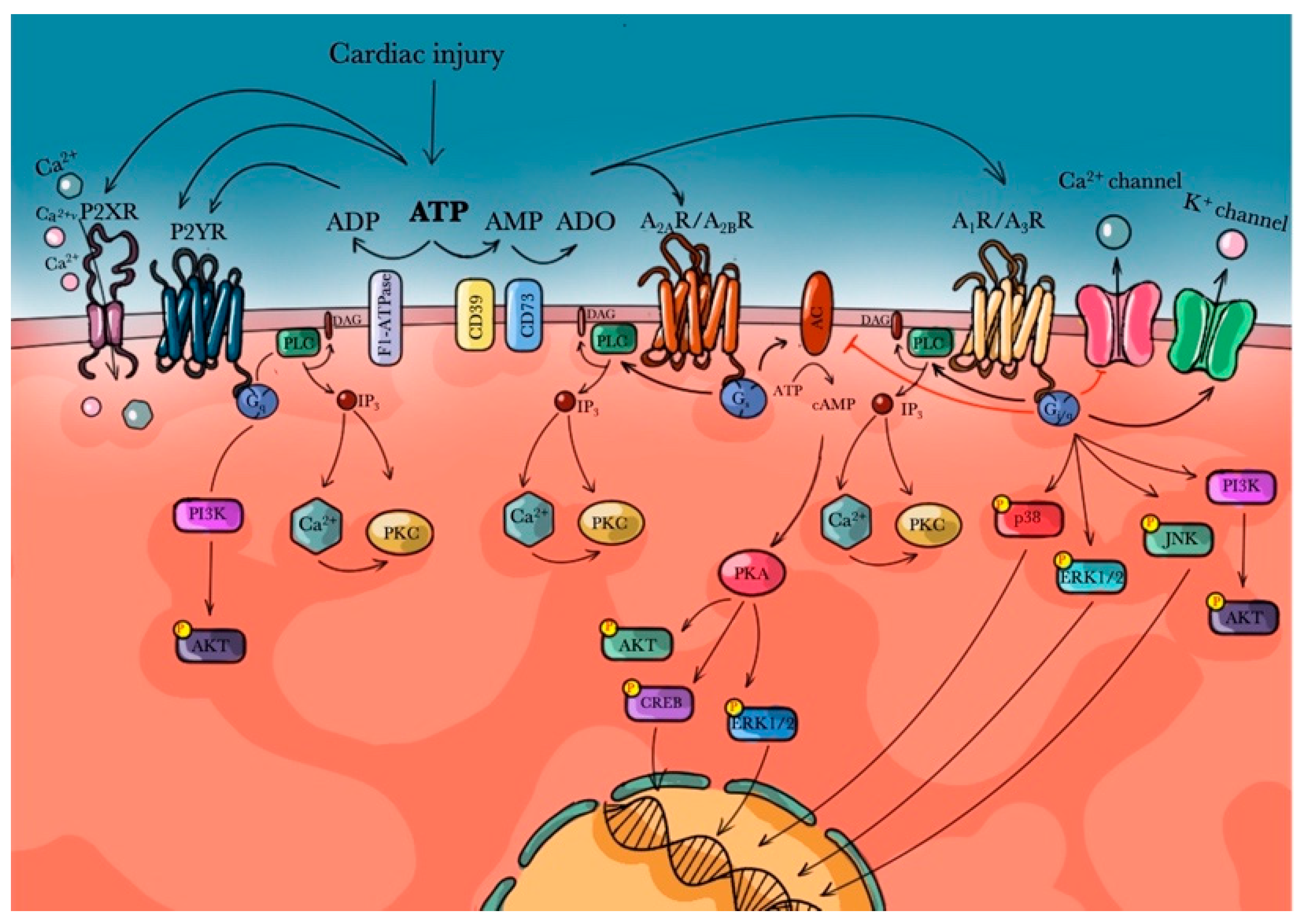 Biomedicines Free Full Text Role Of Adenosine And Purinergic Receptors In Myocardial Infarction Focus On Different Signal Transduction Pathways Html