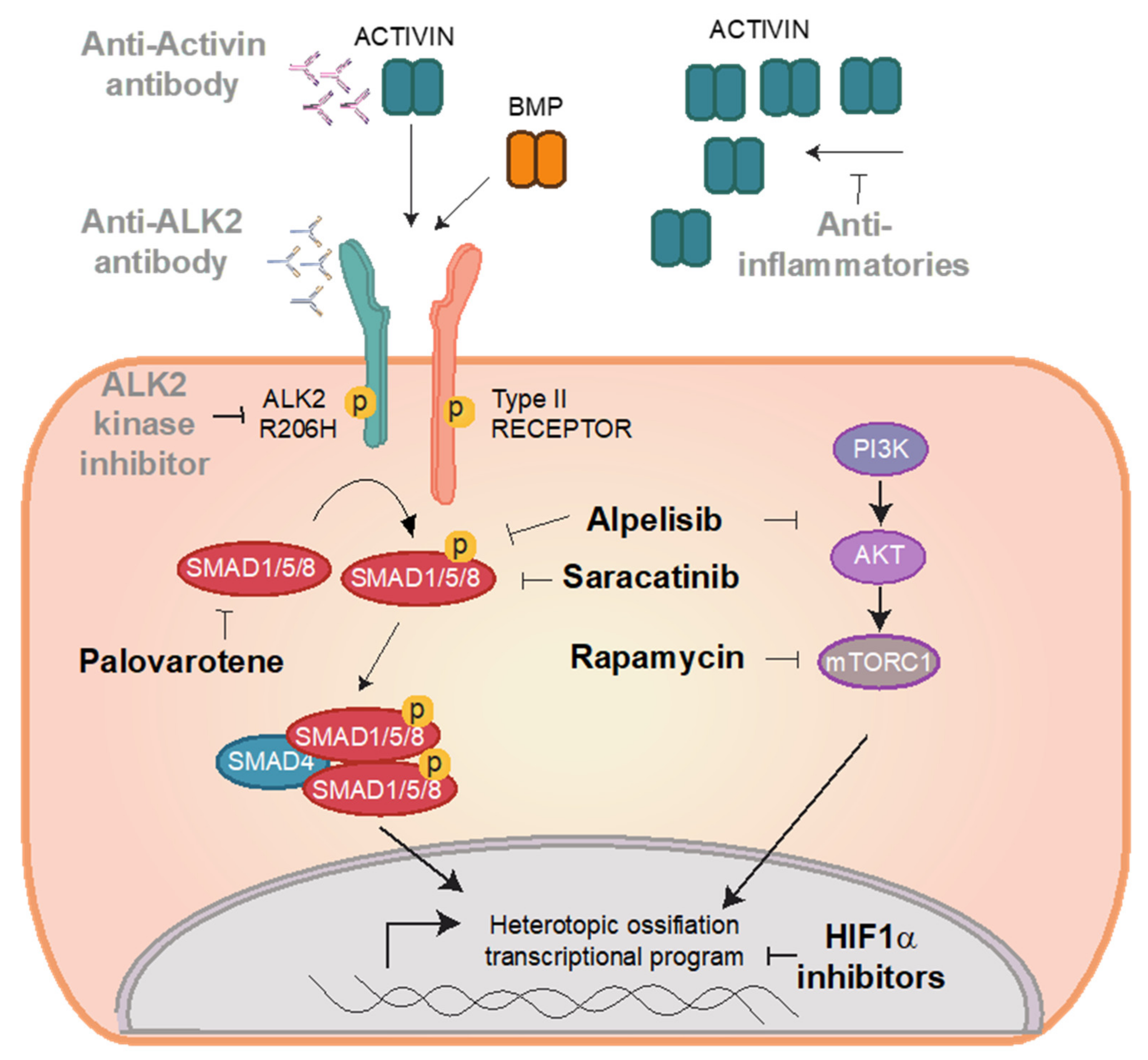 Biomedicines 09 00213 g002 Biomedicines 09 00213 g002