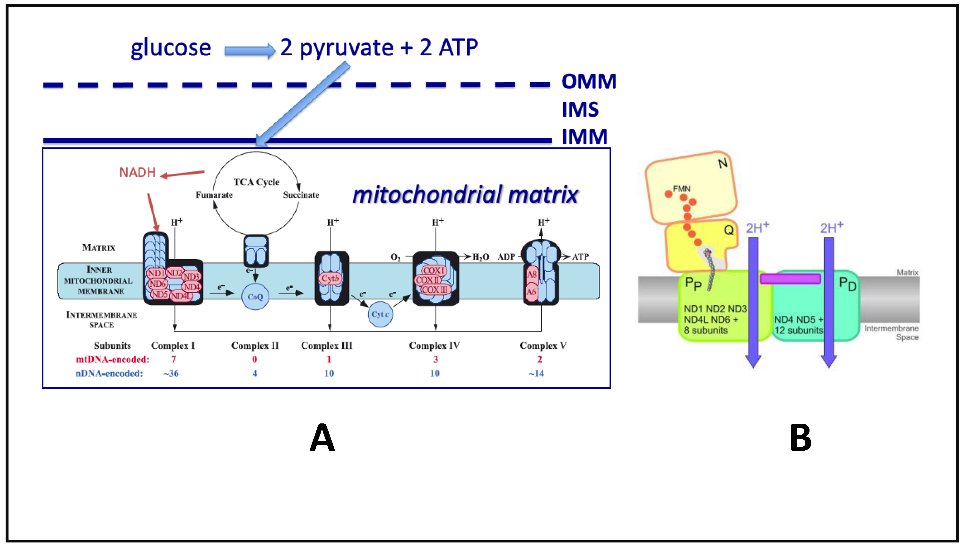 Biomedicines 09 00225 g002 Biomedicines 09 00225 g002