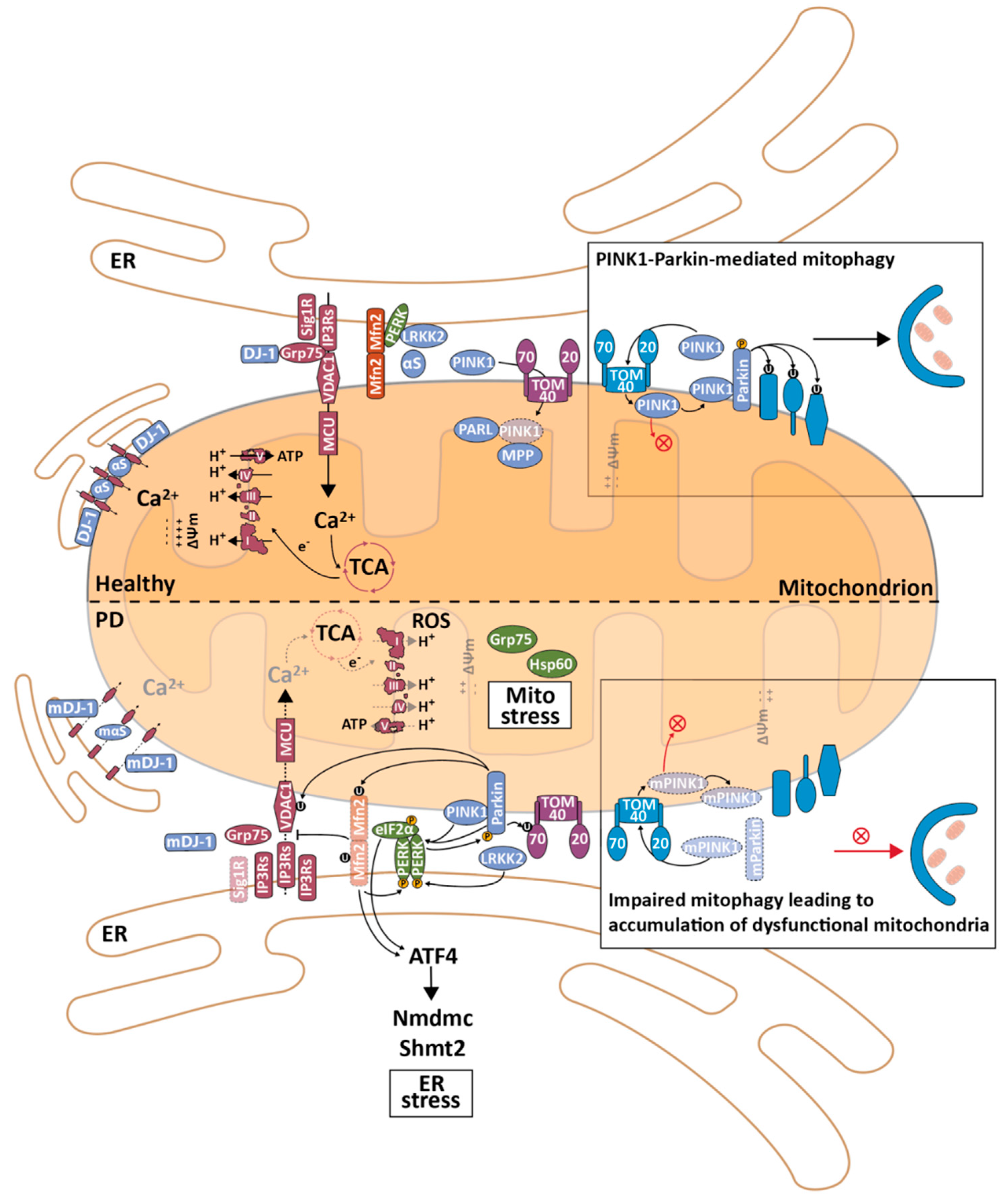 Biomedicines 09 00227 g002