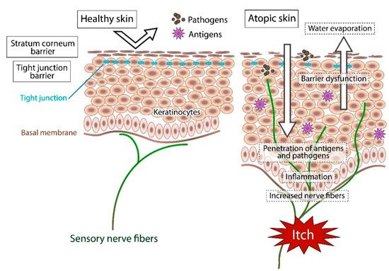 Biomedicines 09 00229 g001 550