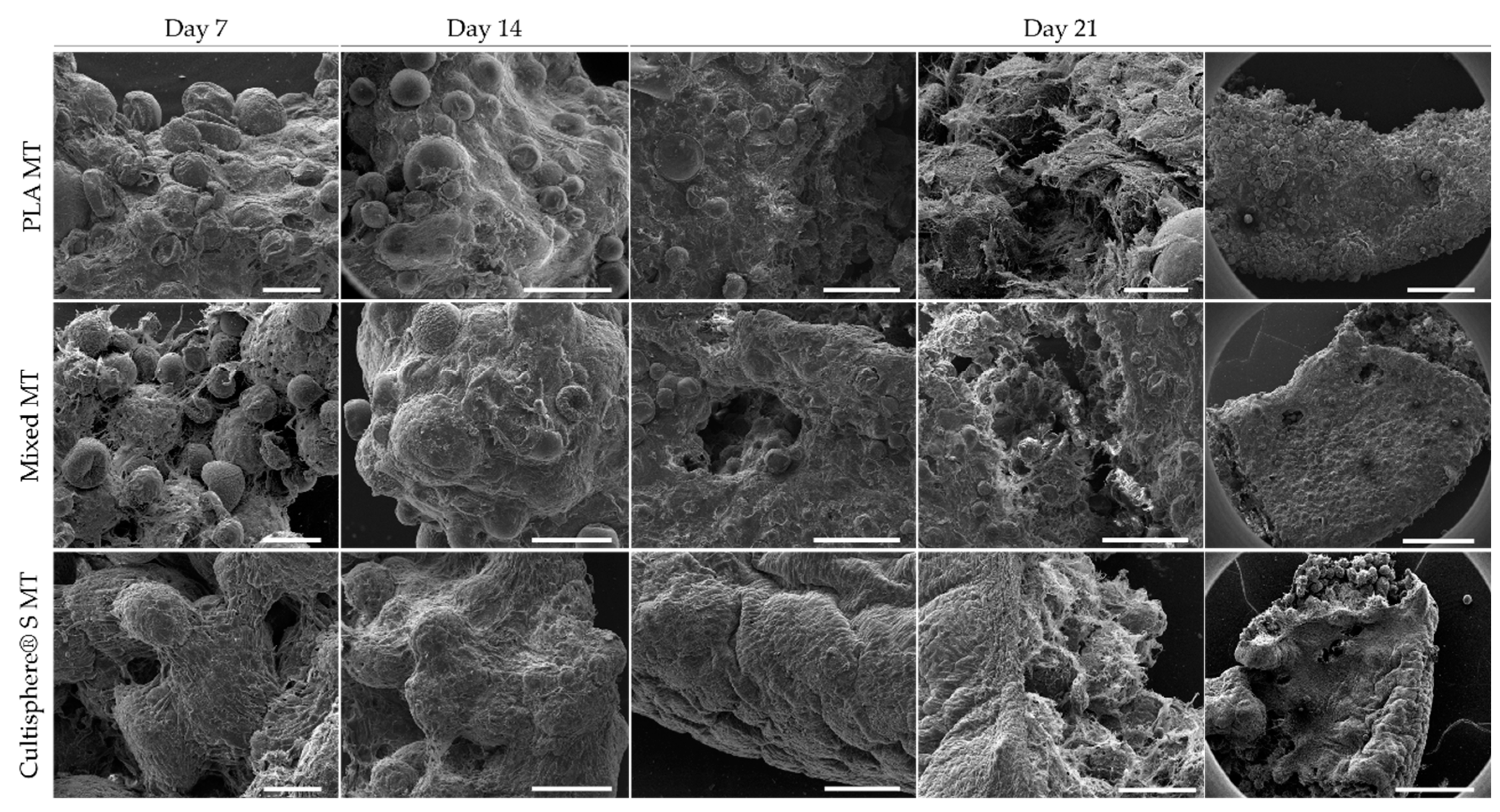 Biomedicines 09 00232 g005 Biomedicines 09 00232 g005