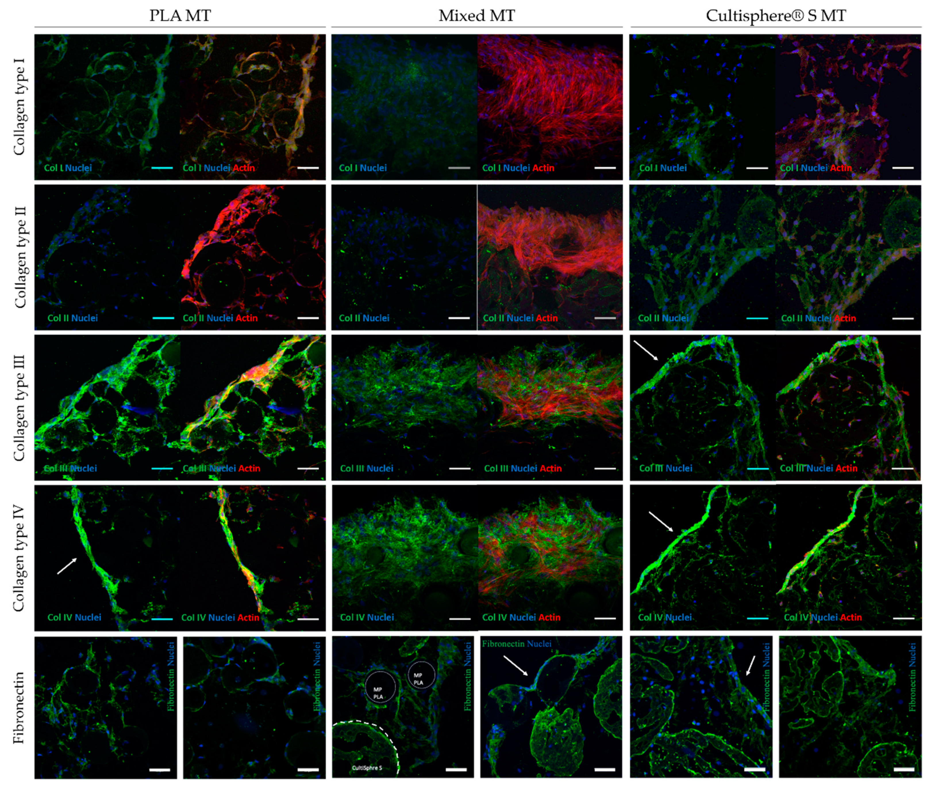 Biomedicines 09 00232 g006 Biomedicines 09 00232 g006