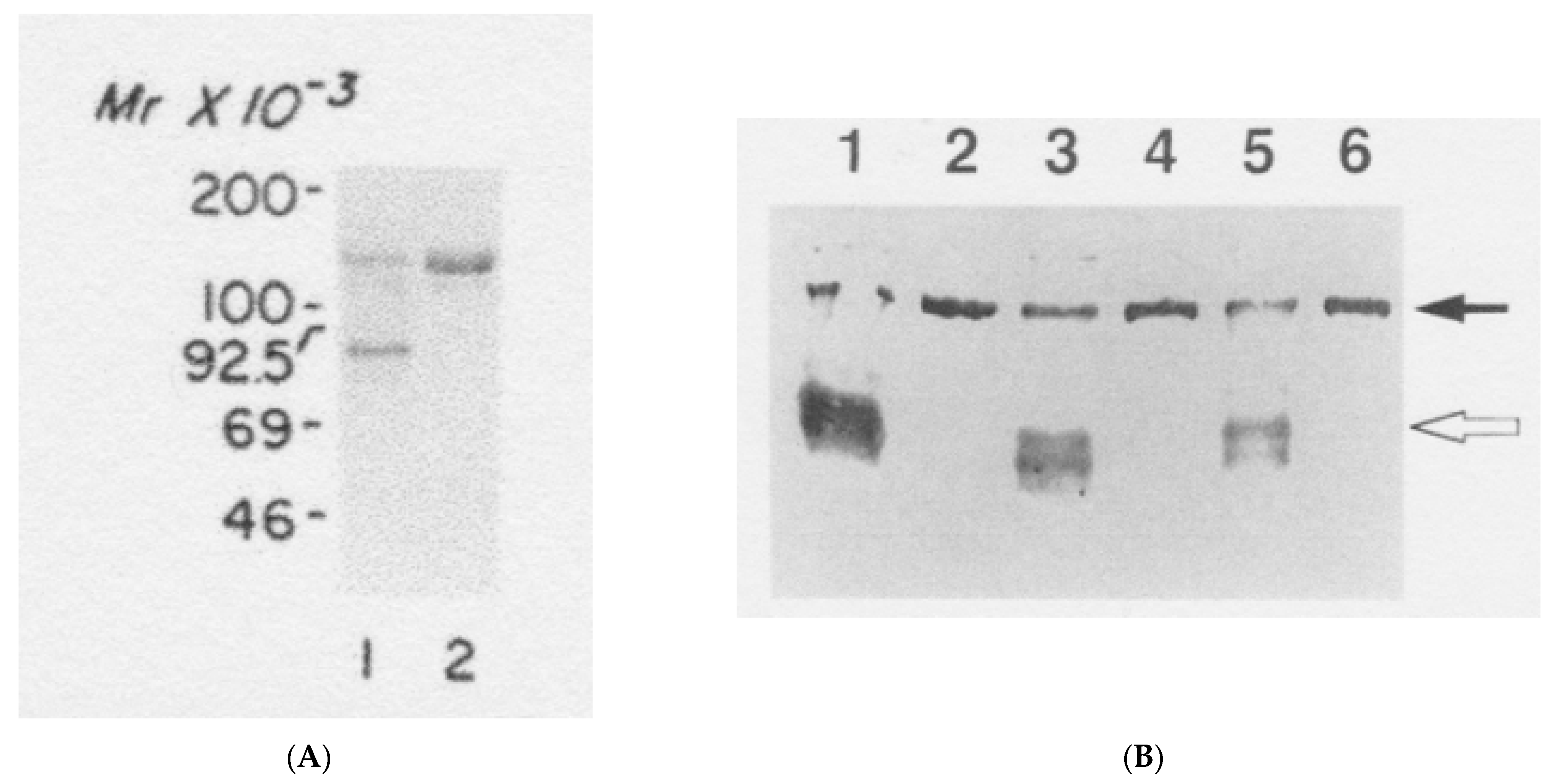 Biomedicines 09 00233 g003