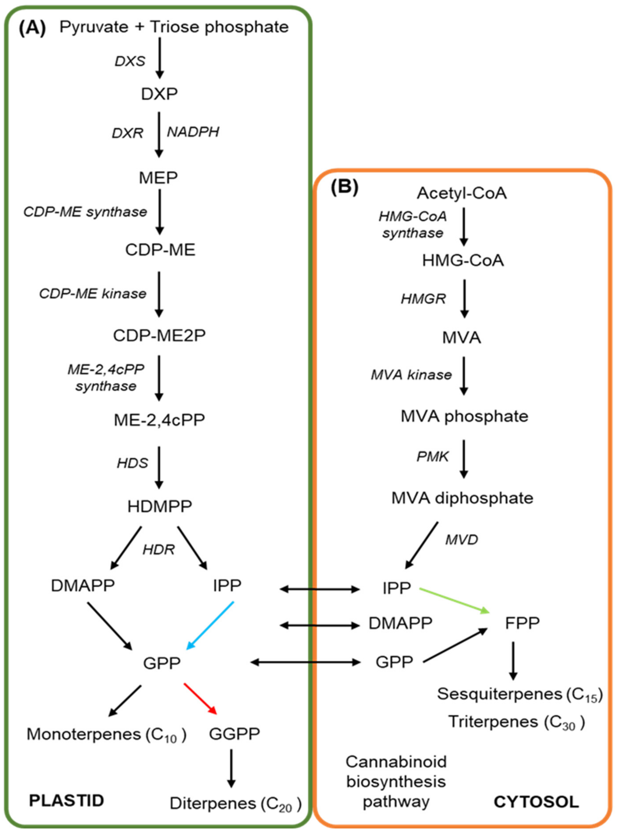 Biomedicines Free Full Text Cannabis Sativa Interdisciplinary Strategies And Avenues For Medical And Commercial Progression Outside Of Cbd And Thc Html
