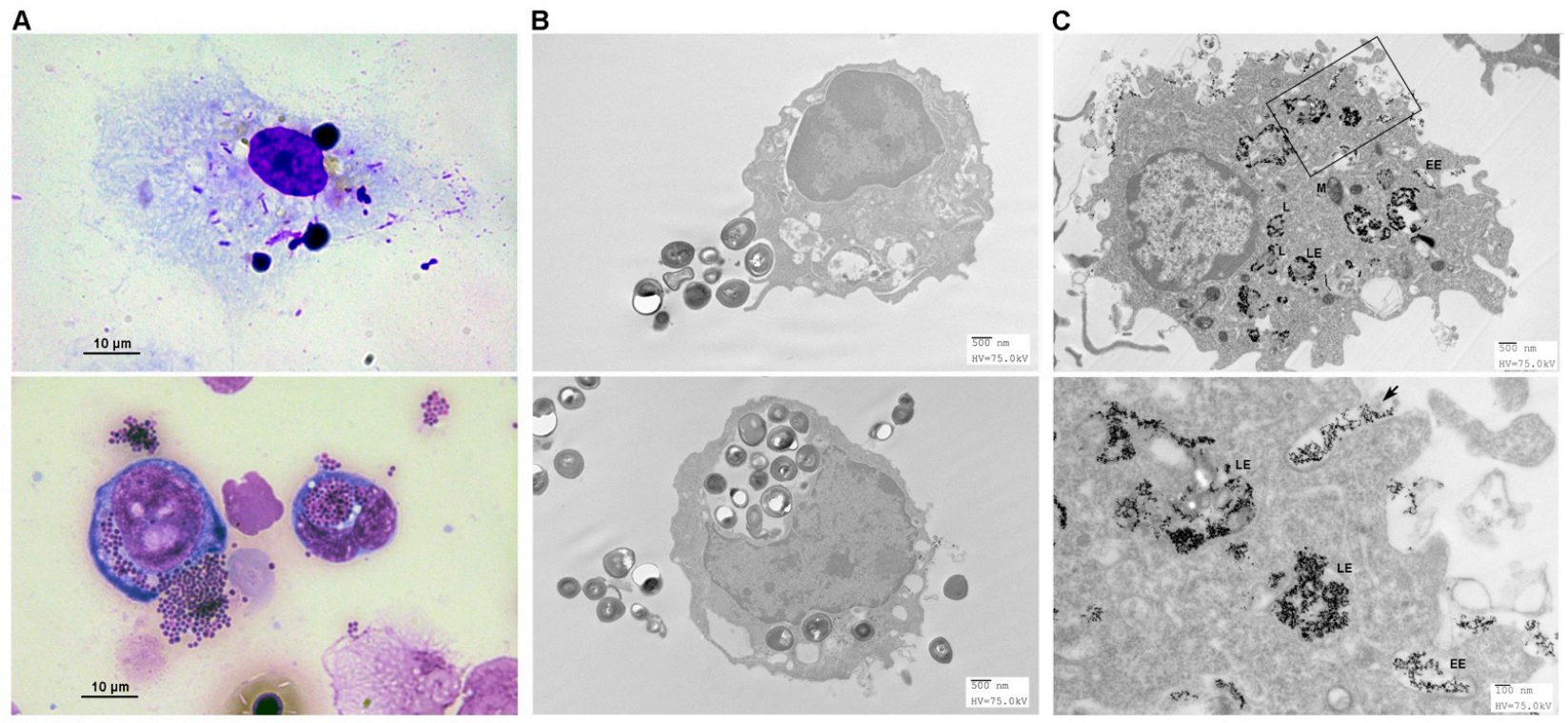 Biomedicines 09 00245 g004 Biomedicines 09 00245 g004