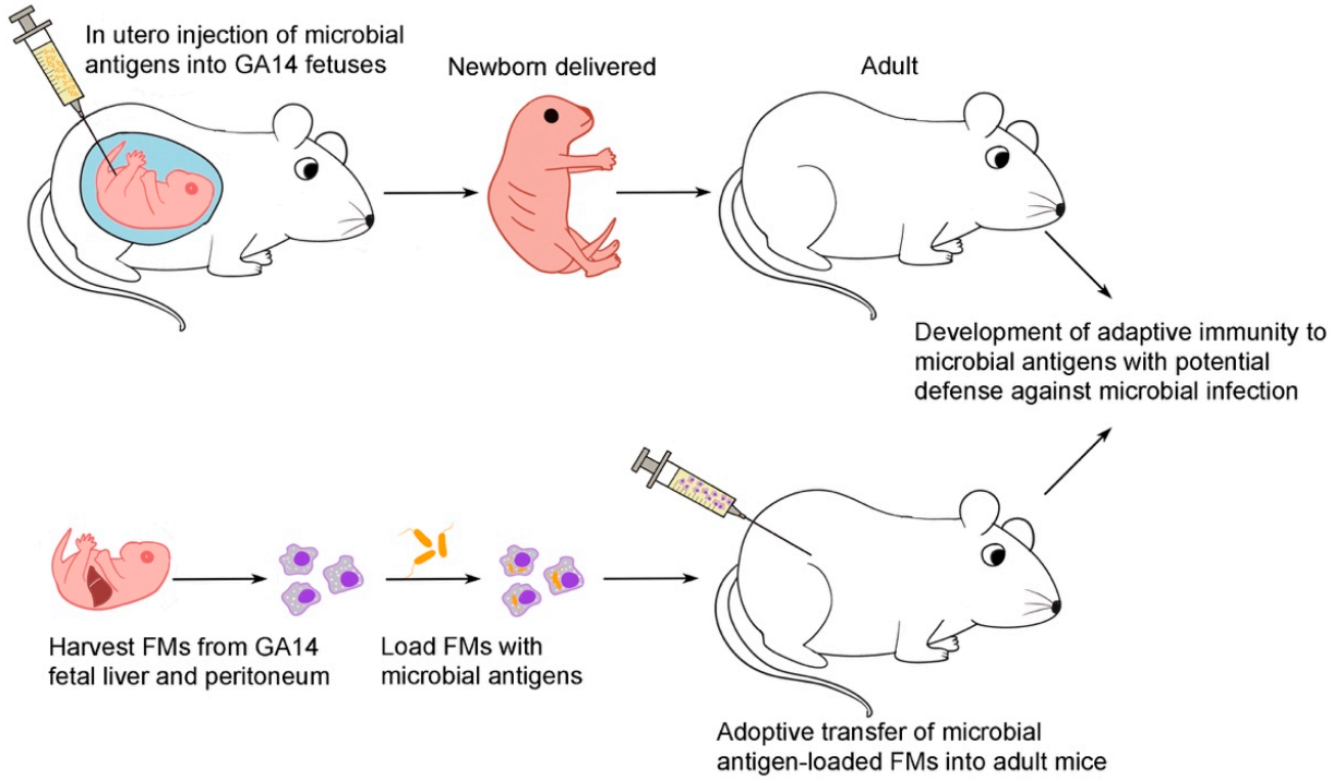 Biomedicines 09 00245 g008 Biomedicines 09 00245 g008