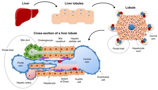 Biomedicines 09 00248 g003 550