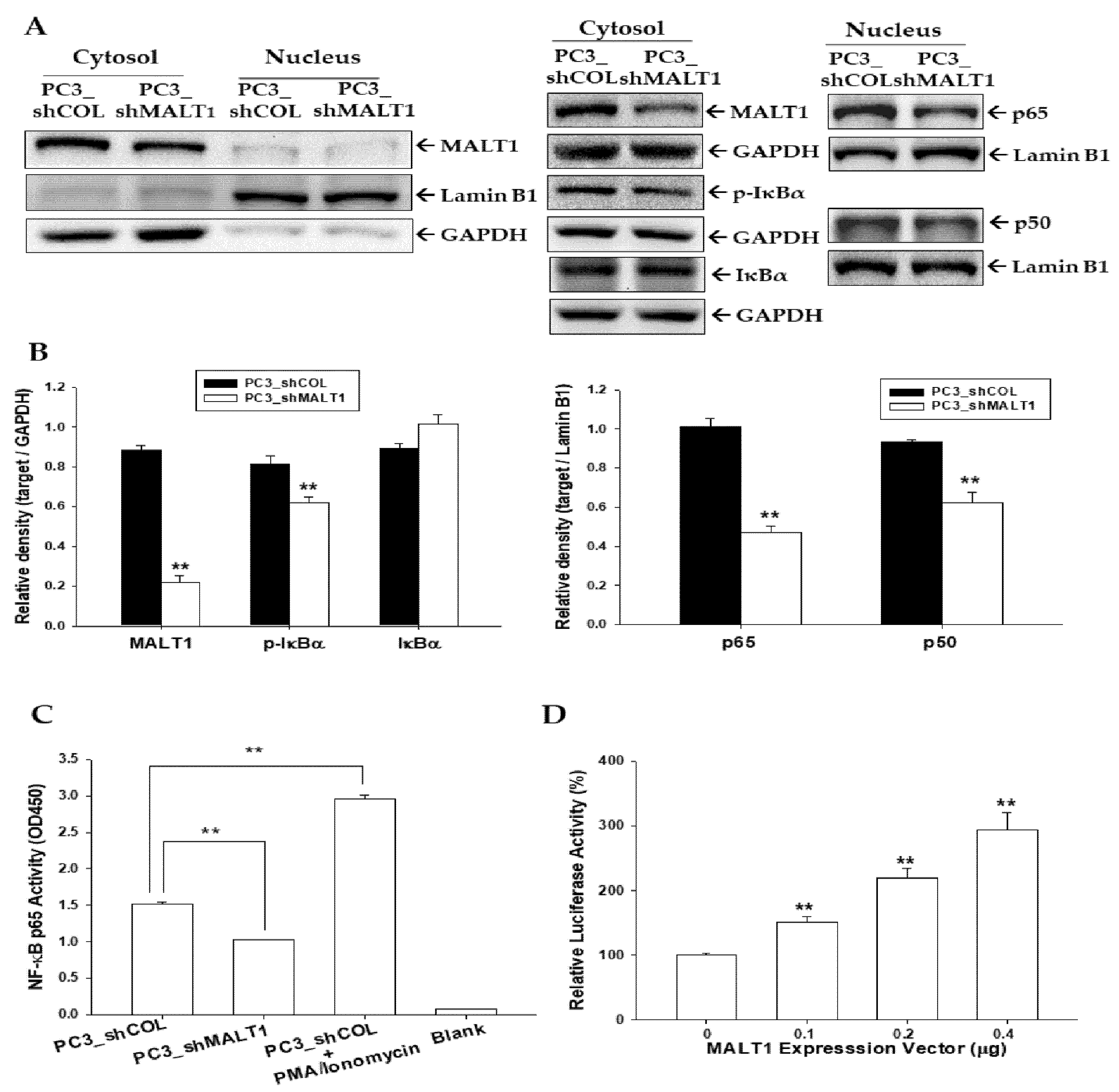 Biomedicines 09 00250 g005
