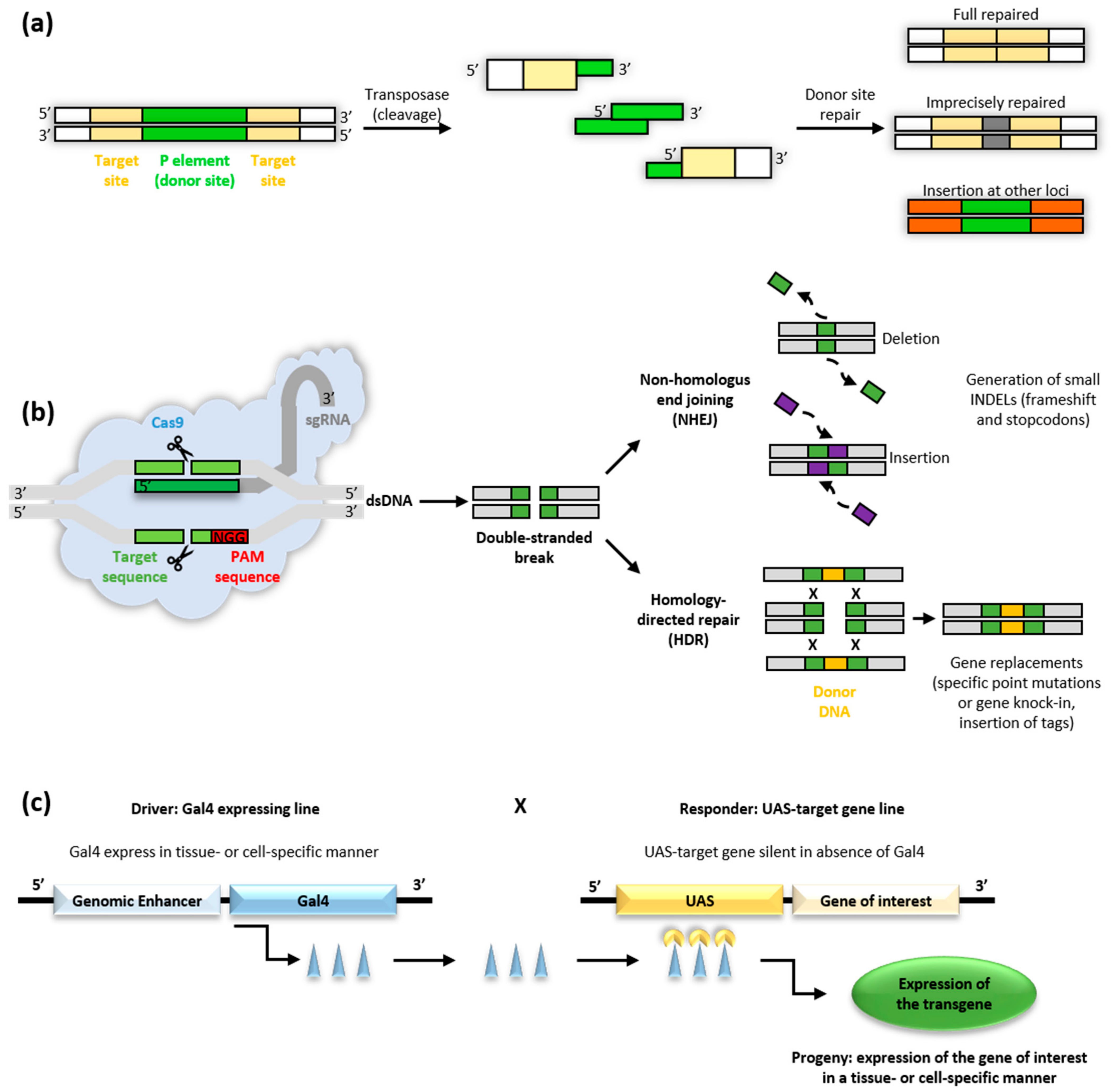 Biomedicines 09 00268 g005