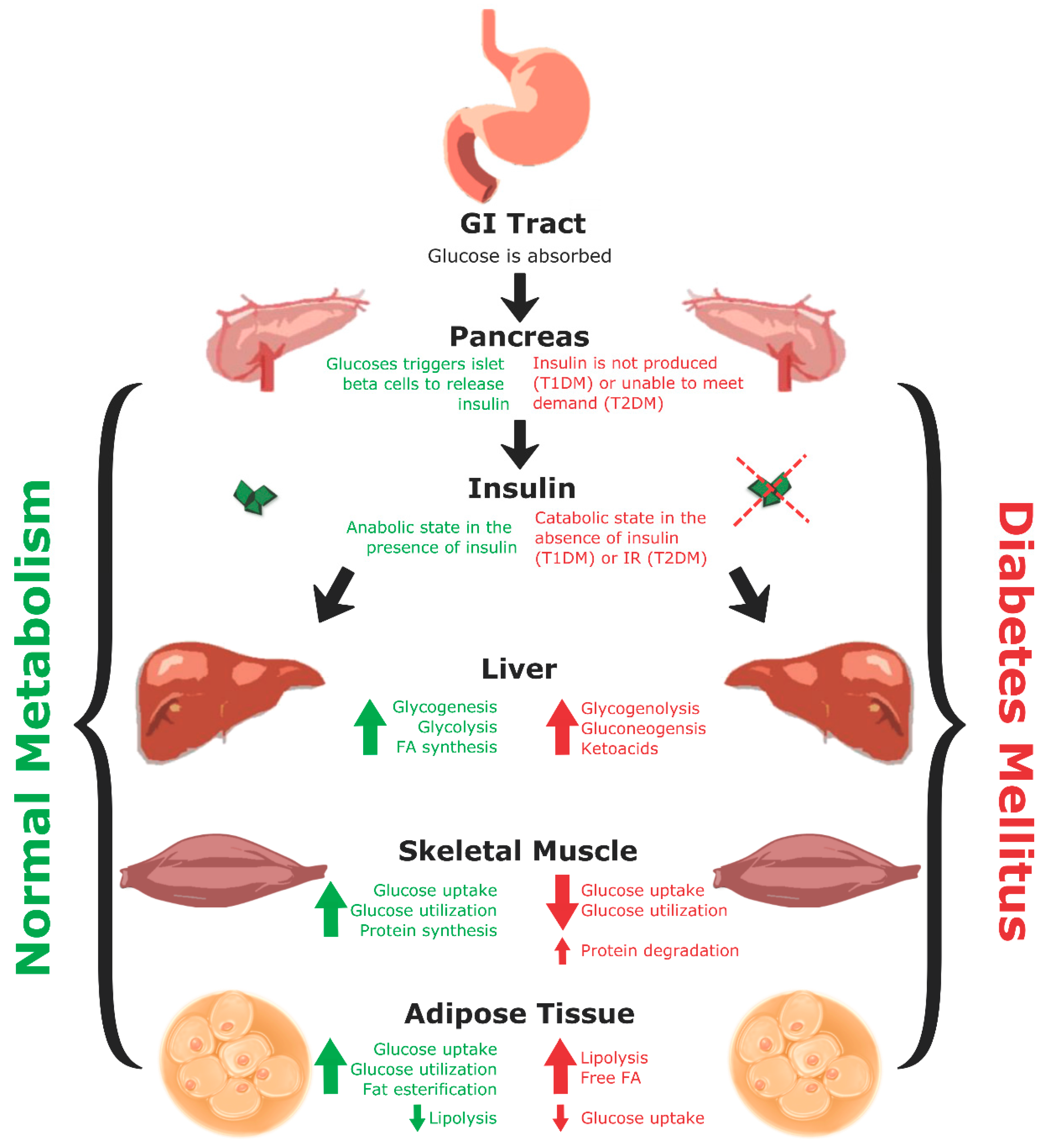 Biomedicines 09 00270 g001