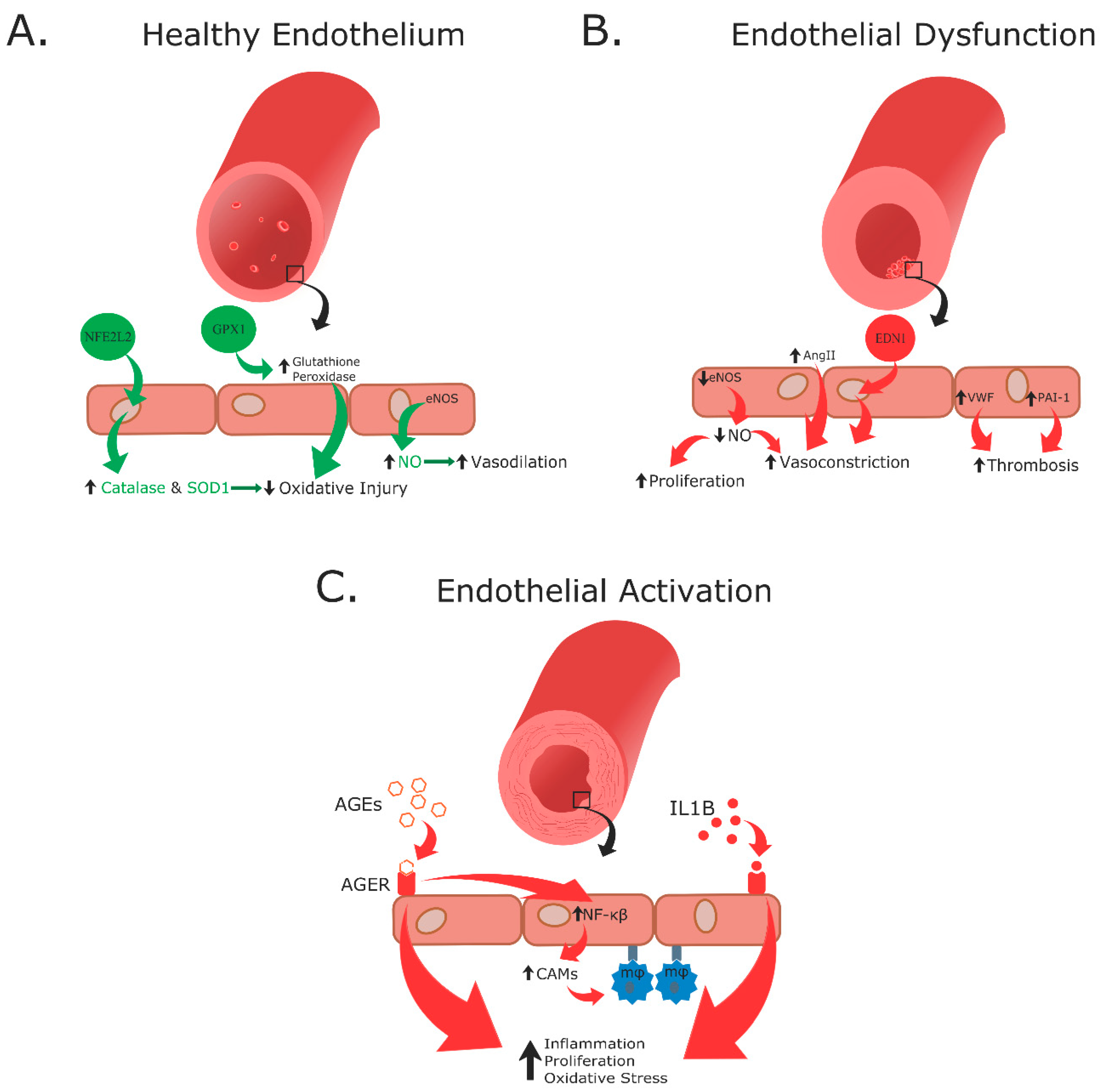Biomedicines 09 00270 g004