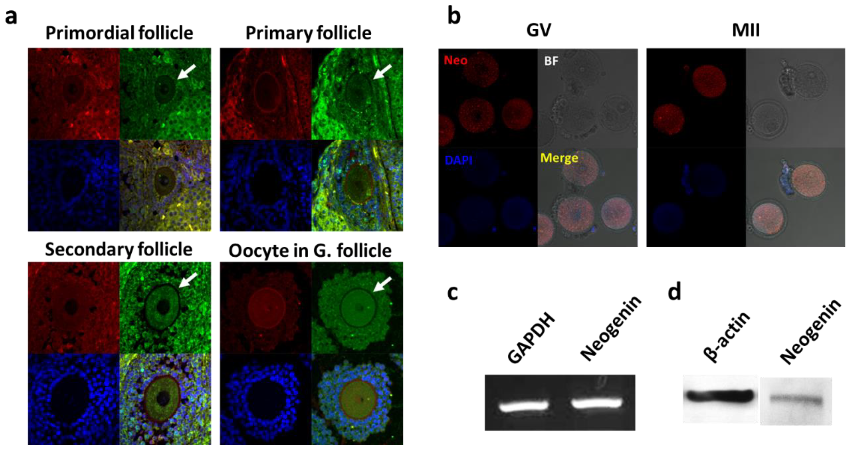 Biomedicines 09 00280 g001