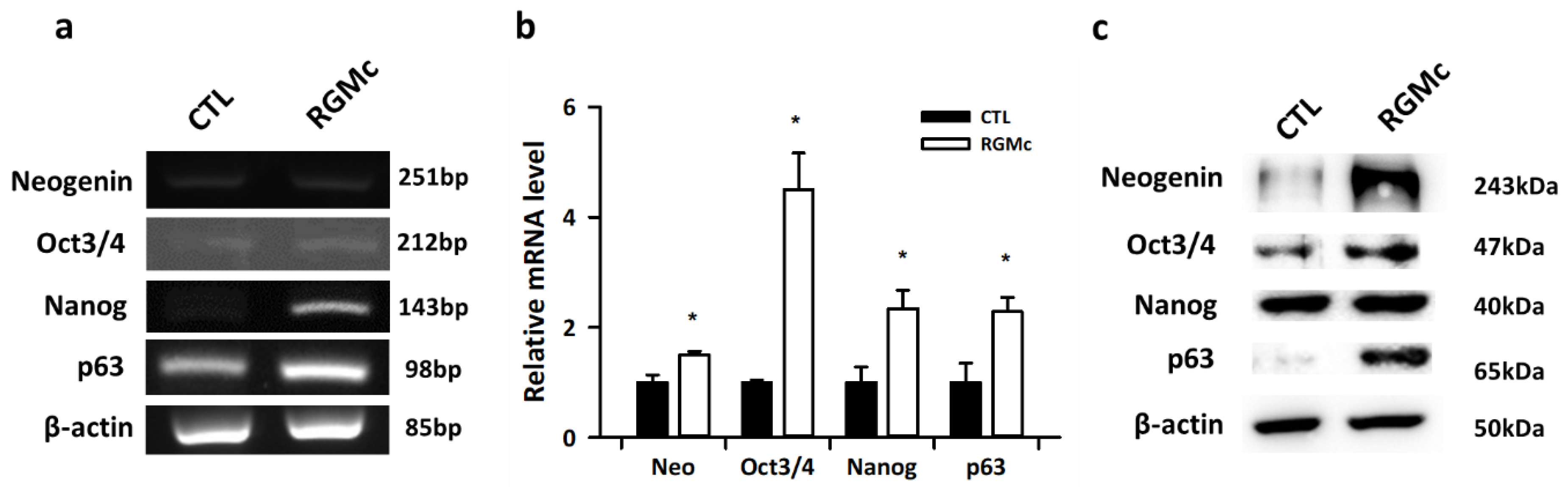 Biomedicines 09 00280 g003