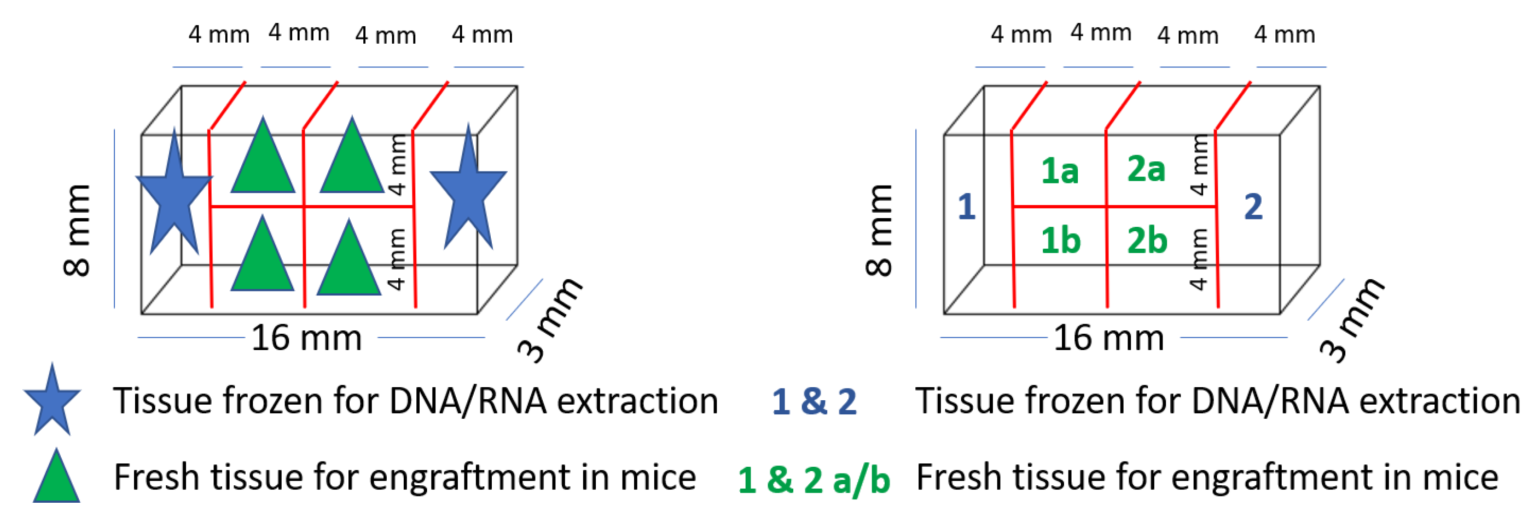Biomedicines 09 00282 g003