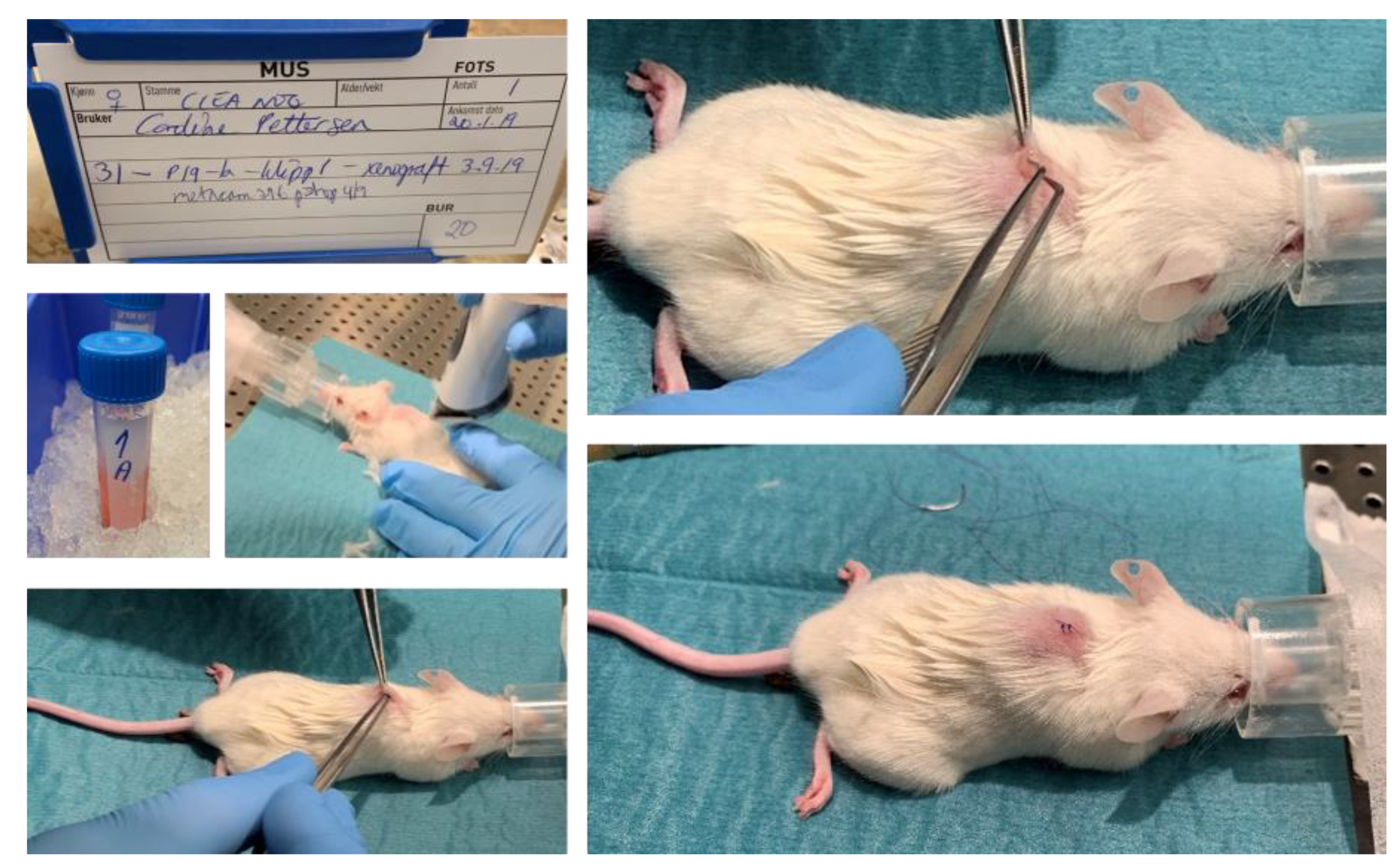 Biomedicines 09 00282 g007