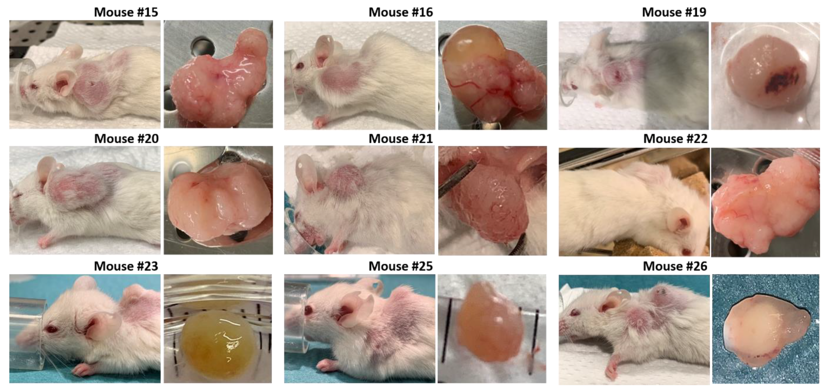 Biomedicines 09 00282 g010