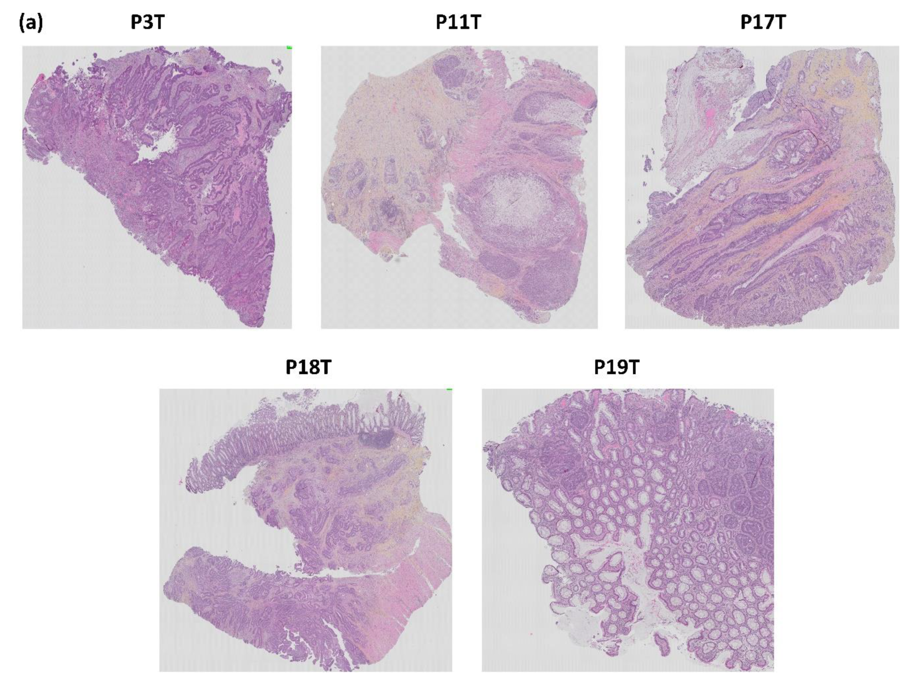 Biomedicines 09 00282 g012a