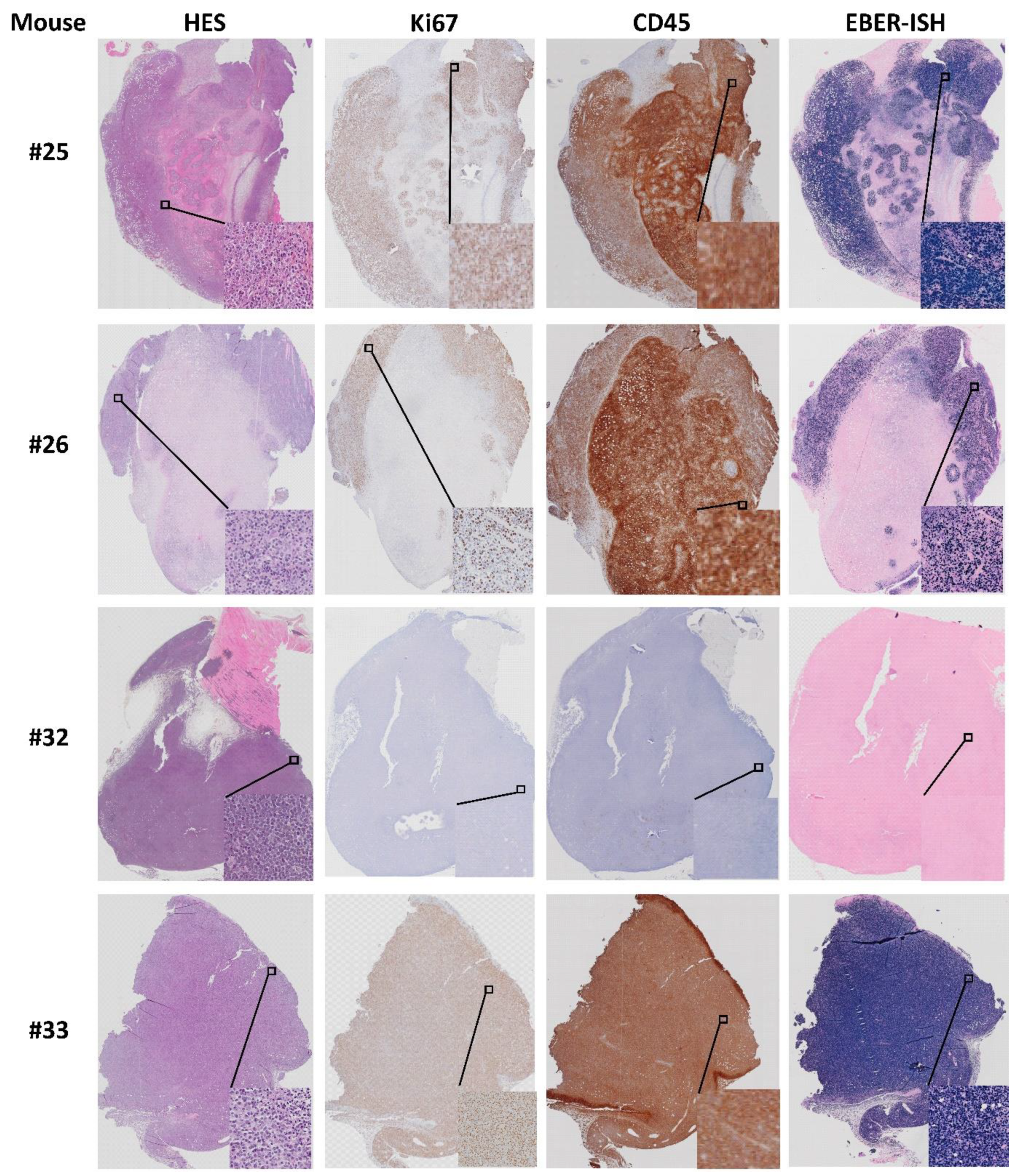 Biomedicines 09 00282 g014