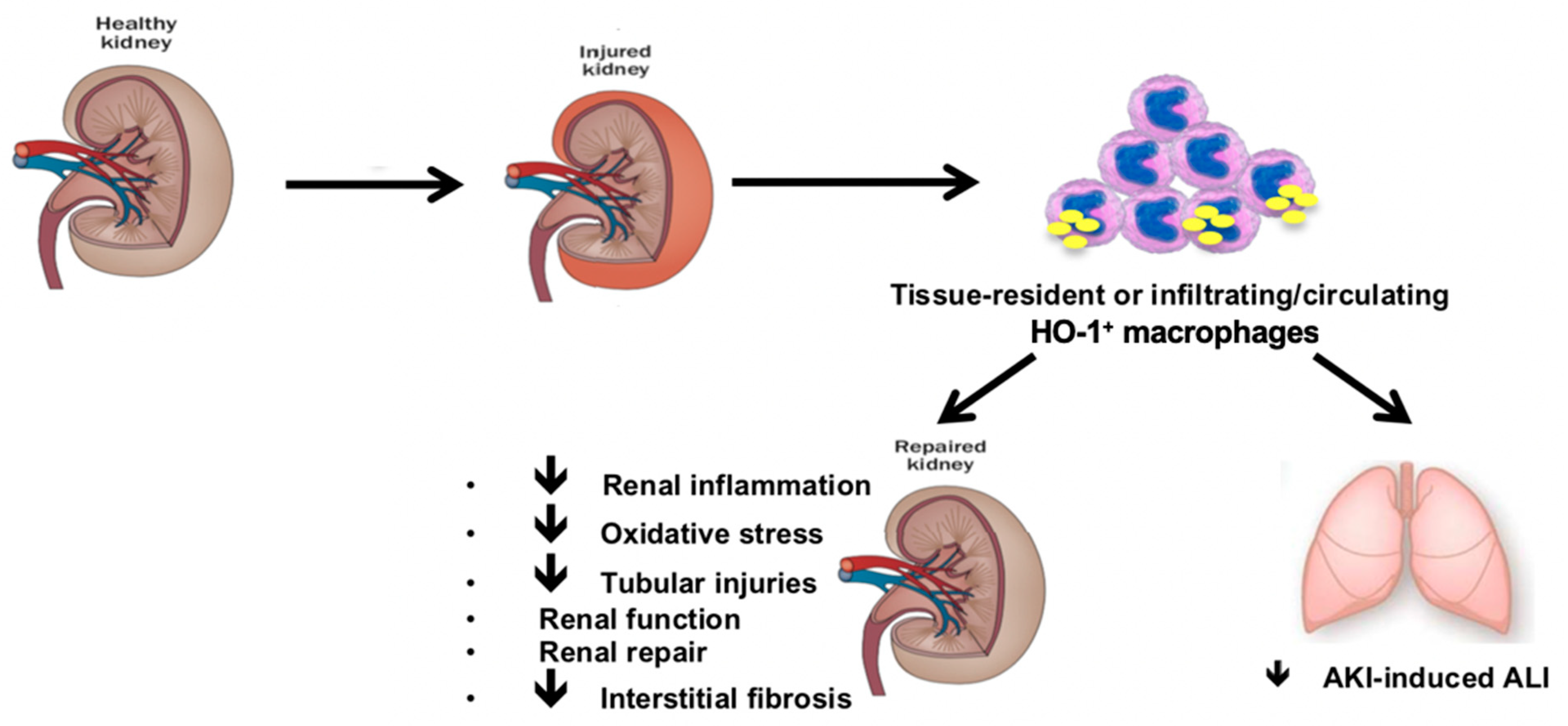 Biomedicines 09 00306 g002 Biomedicines 09 00306 g002