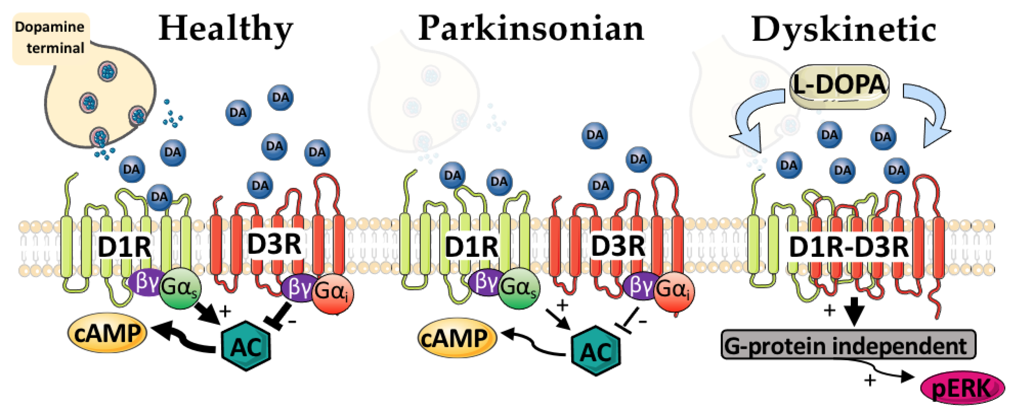 Dopamine D3 Receptor Function