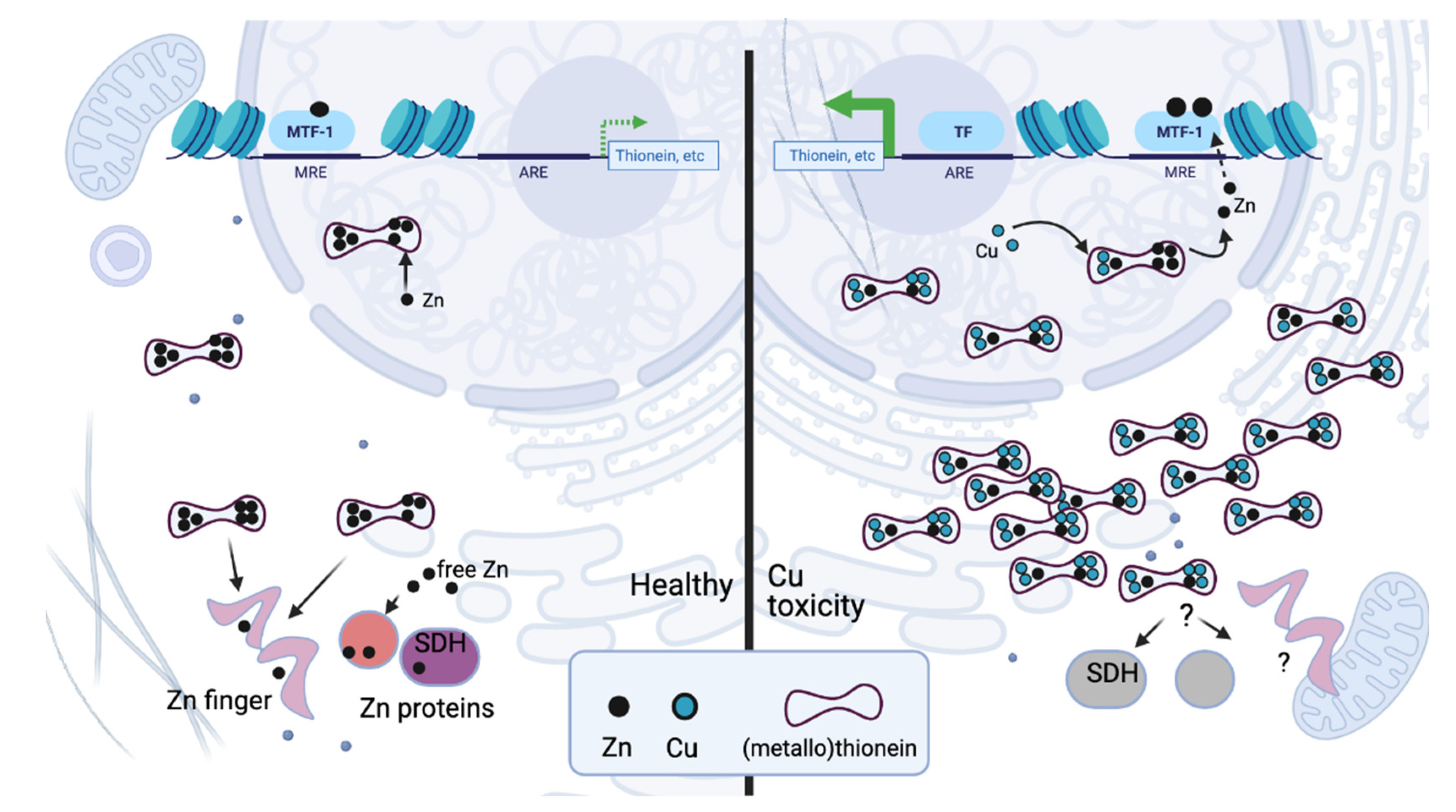 Biomedicines 09 00316 g001