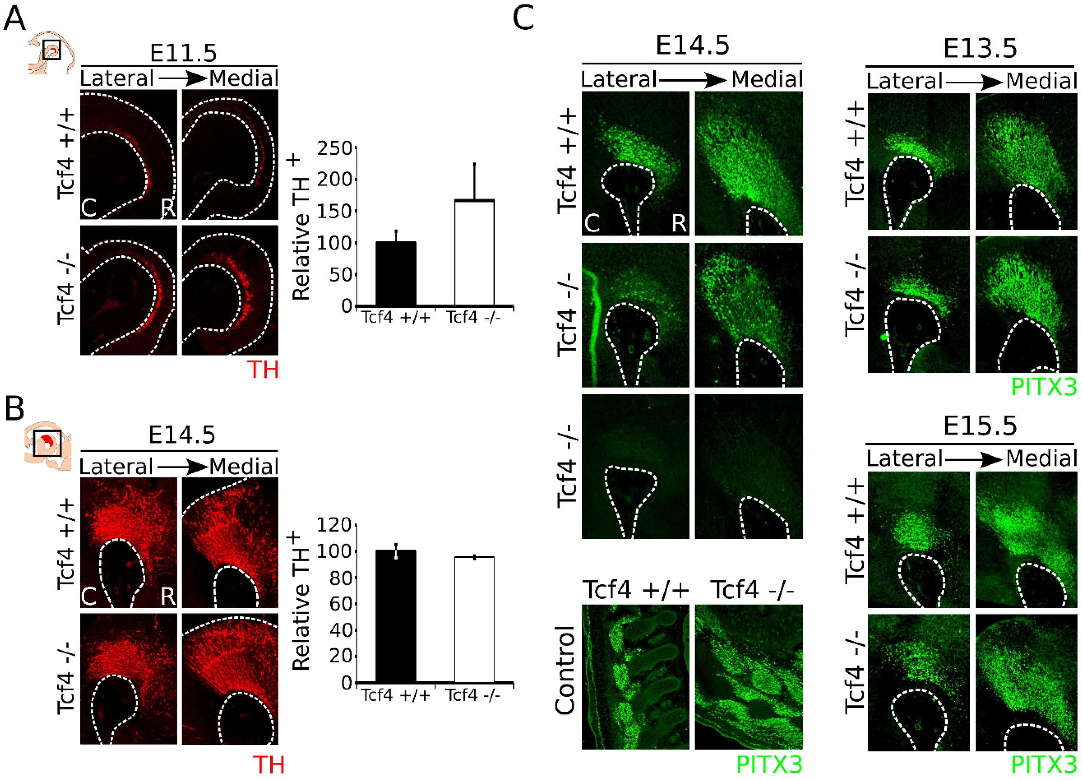 Biomedicines 09 00317 g002