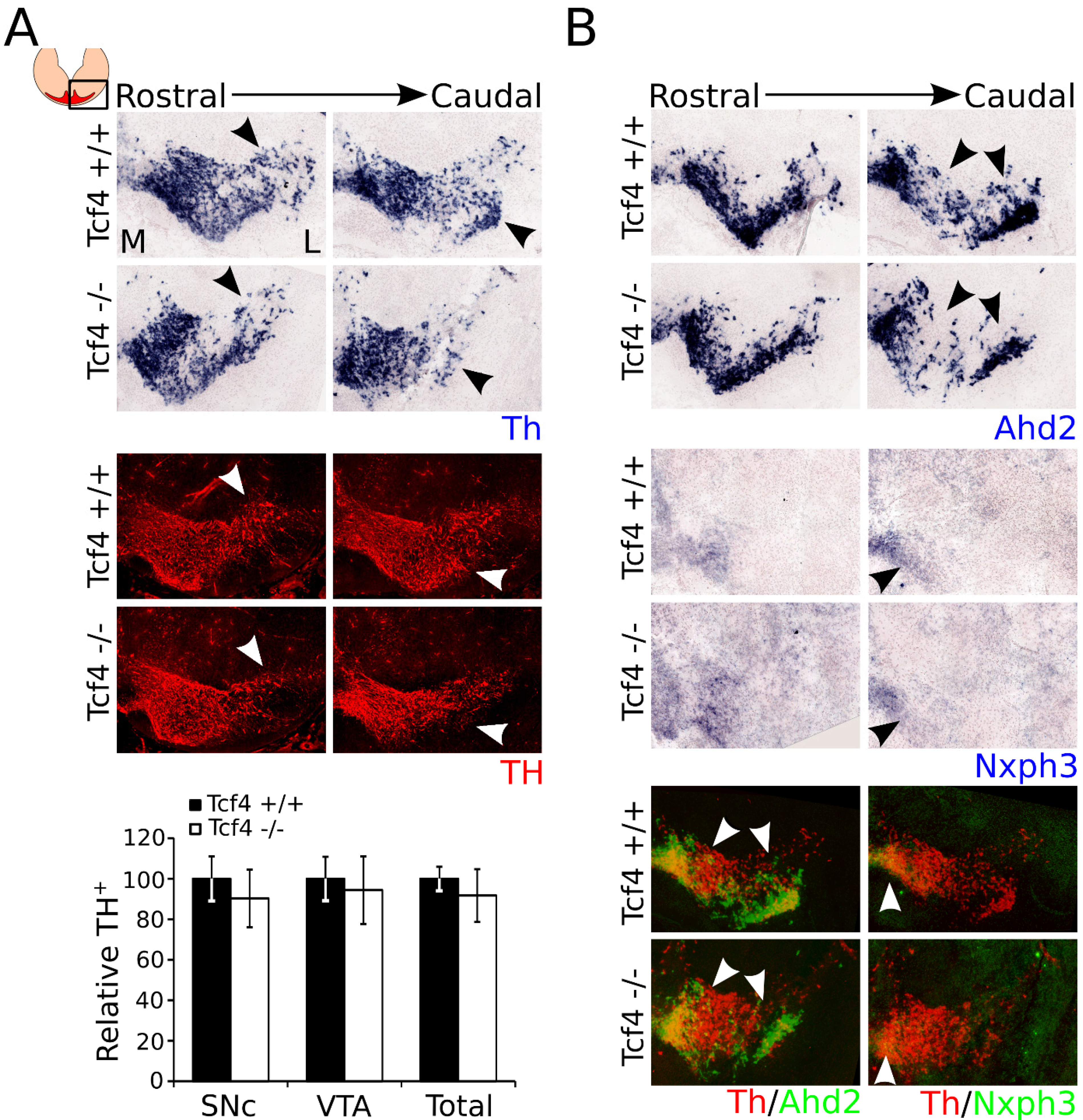 Biomedicines 09 00317 g004