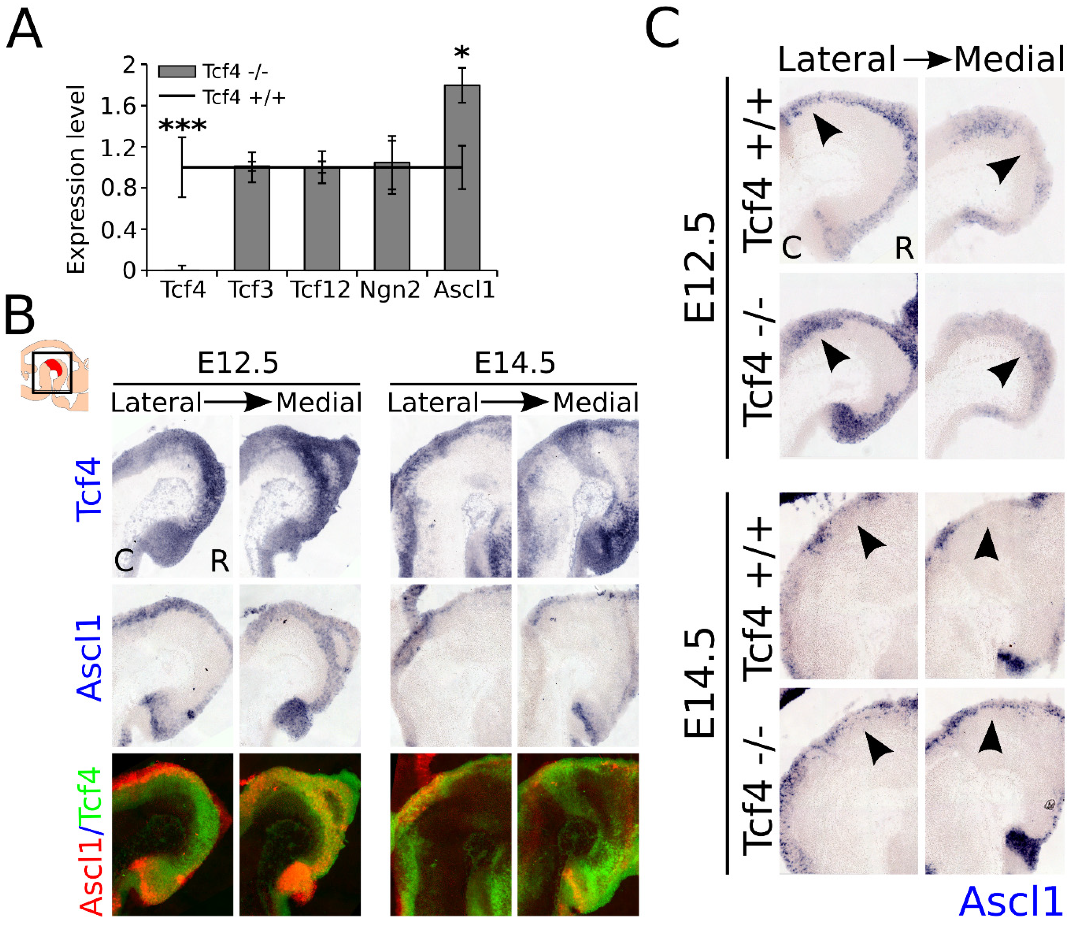 Biomedicines 09 00317 g005