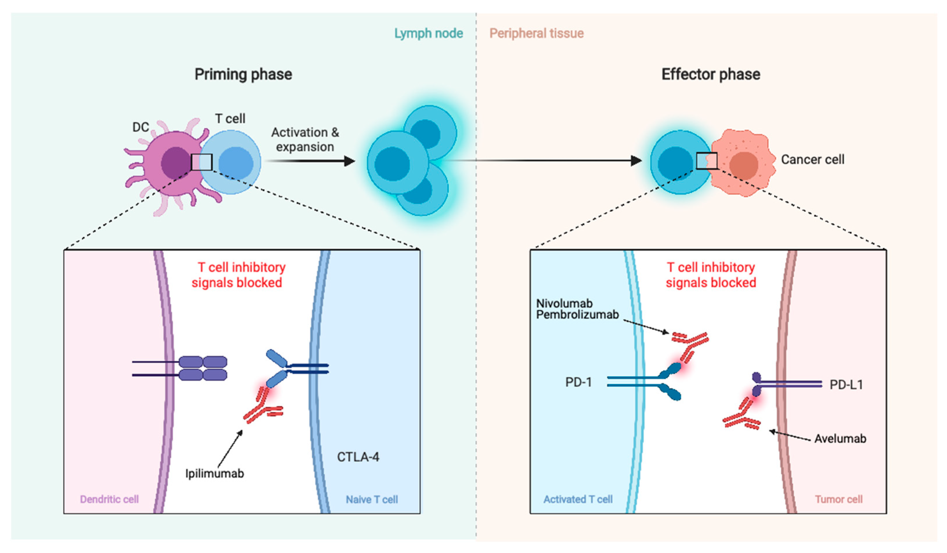 Biomedicines 09 00319 g005 Biomedicines 09 00319 g005