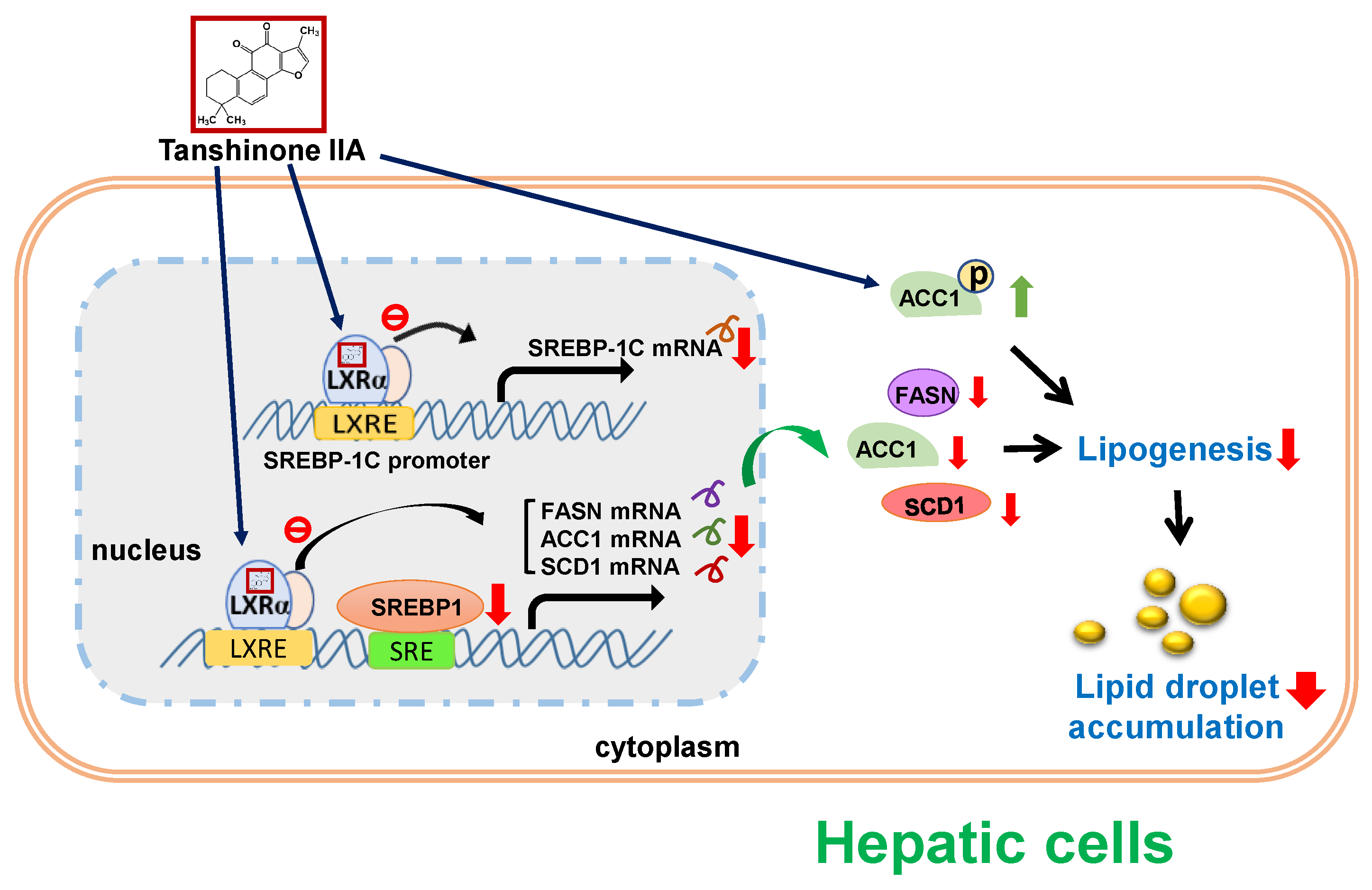 Biomedicines 09 00326 g010 Biomedicines 09 00326 g010