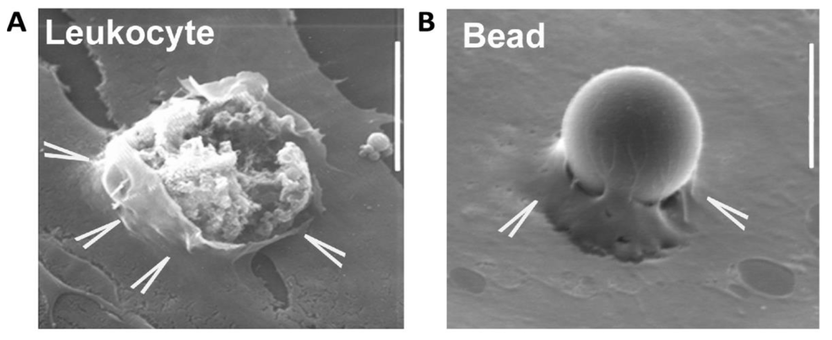 Biomedicines 09 00328 g002 Biomedicines 09 00328 g002