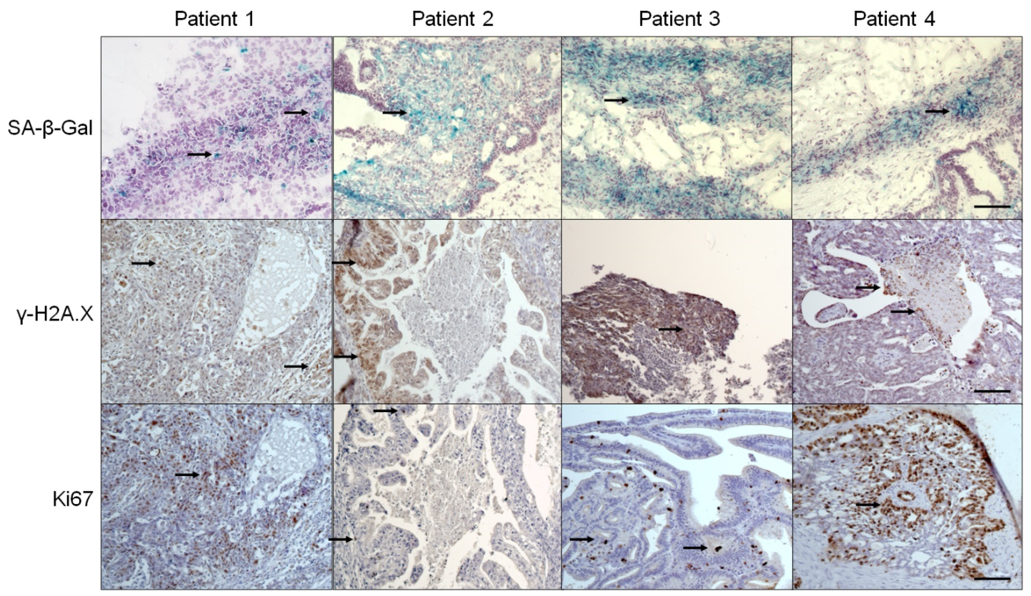 Biomedicines 09 00330 g001 Biomedicines 09 00330 g001