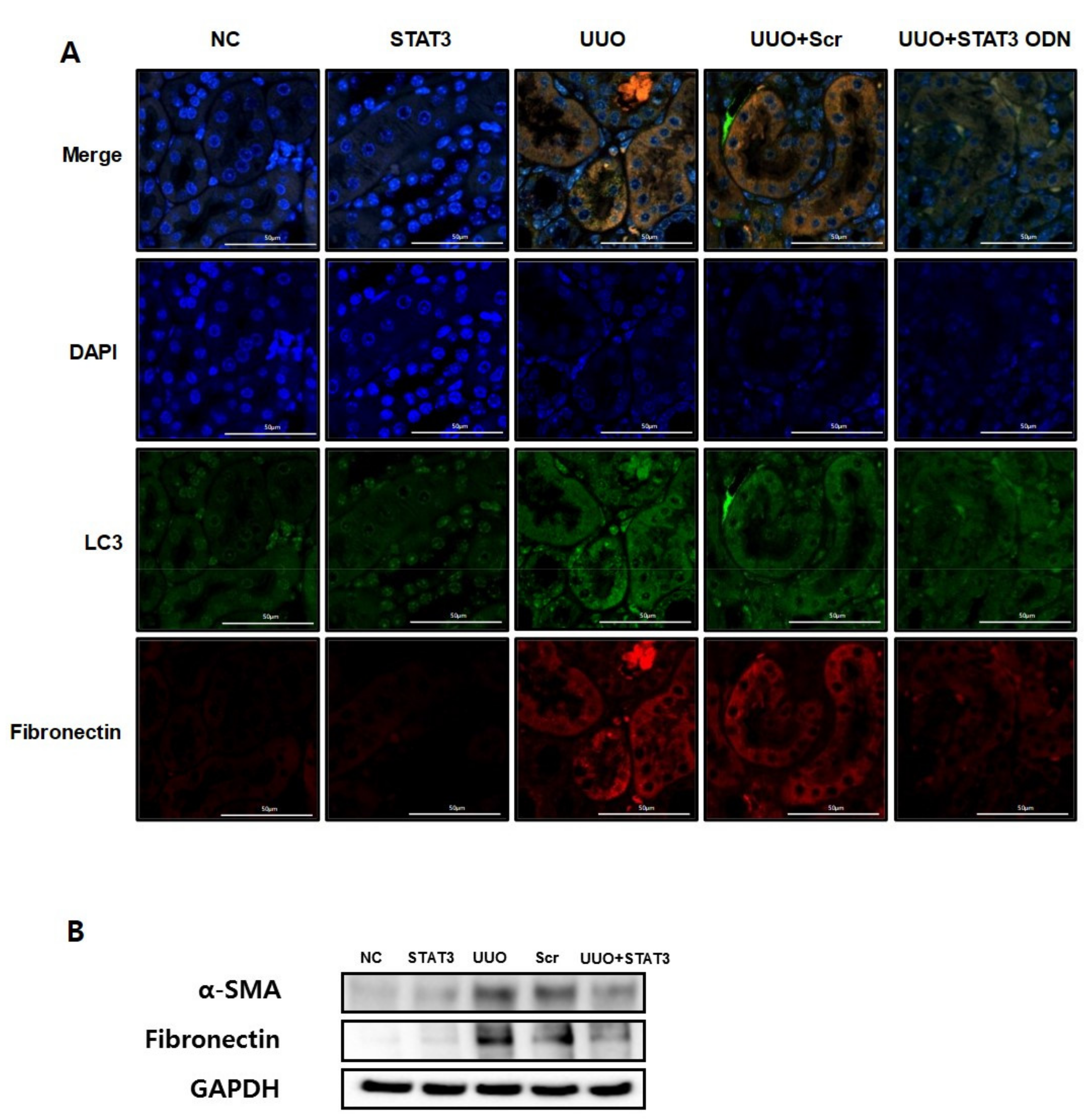 Biomedicines 09 00331 g003 Biomedicines 09 00331 g003