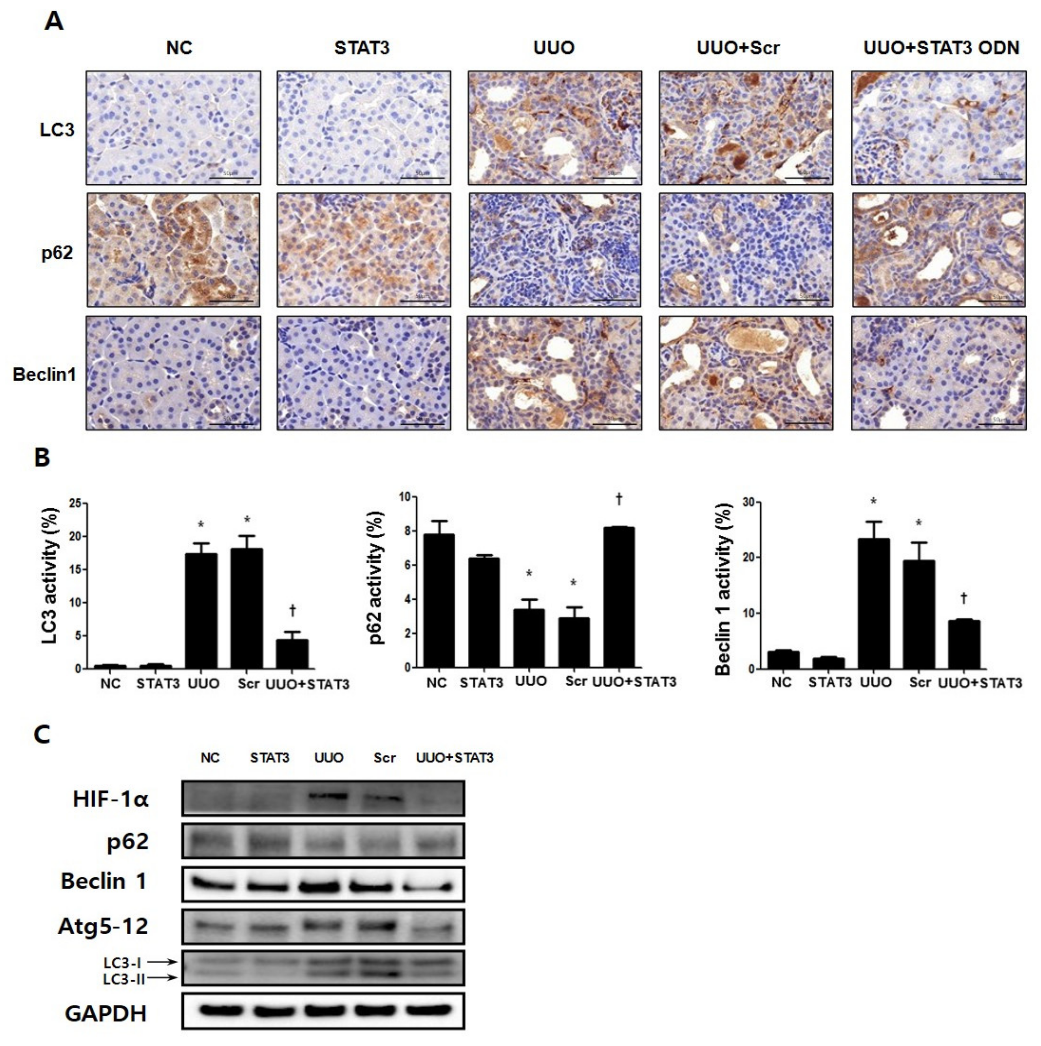 Biomedicines 09 00331 g005 Biomedicines 09 00331 g005