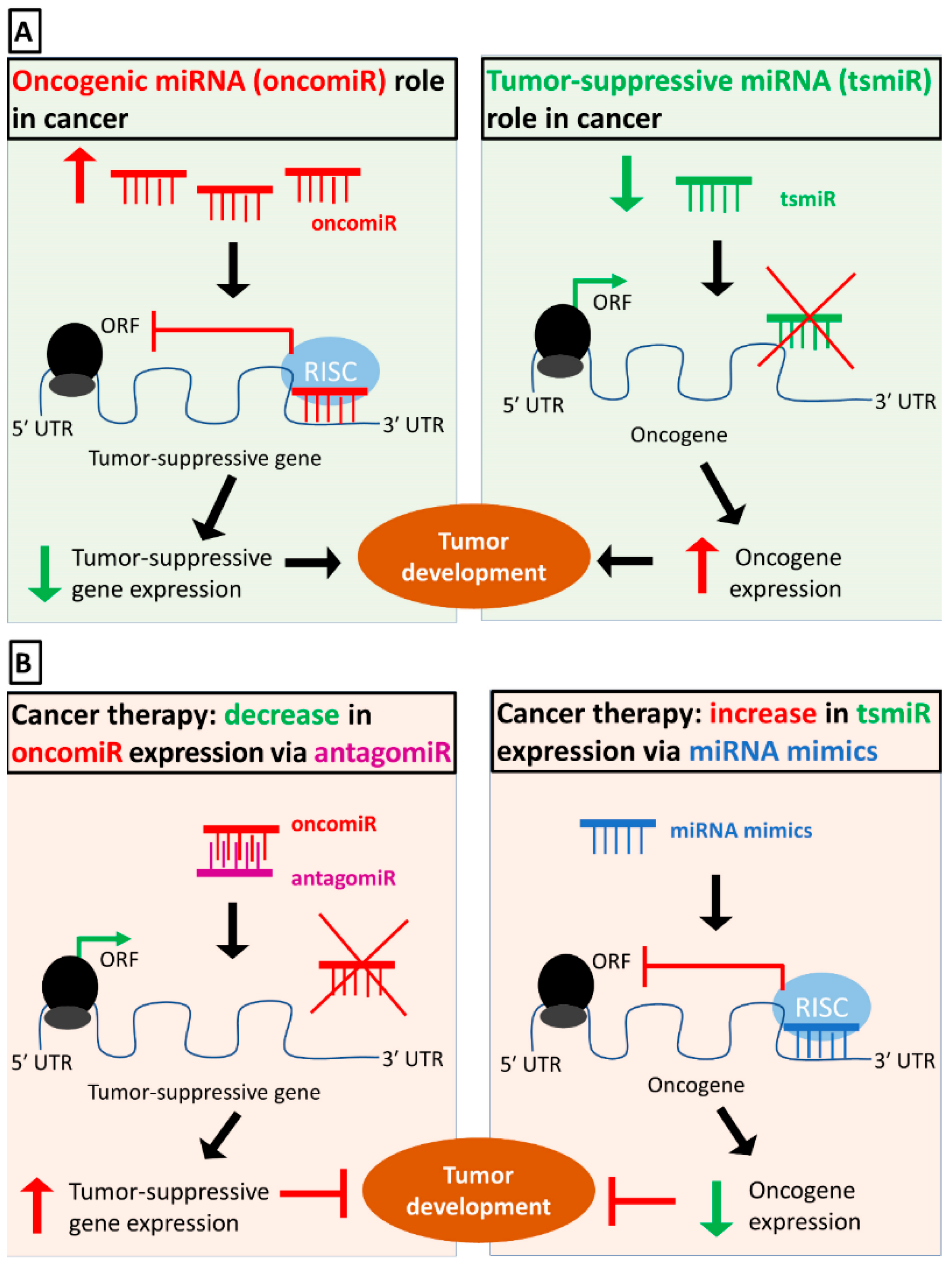 Biomedicines 09 00333 g005