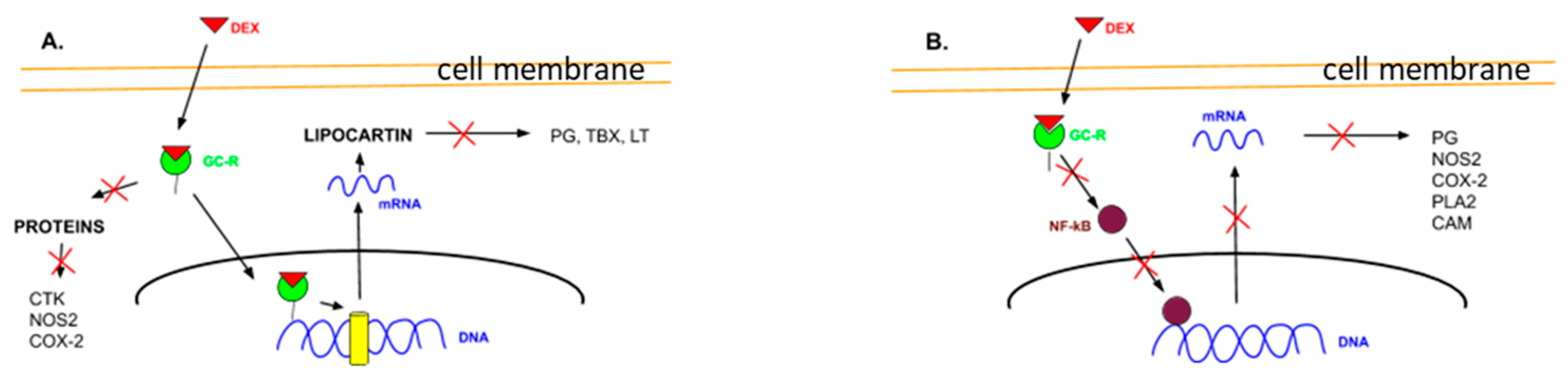 Biomedicines 09 00341 g002