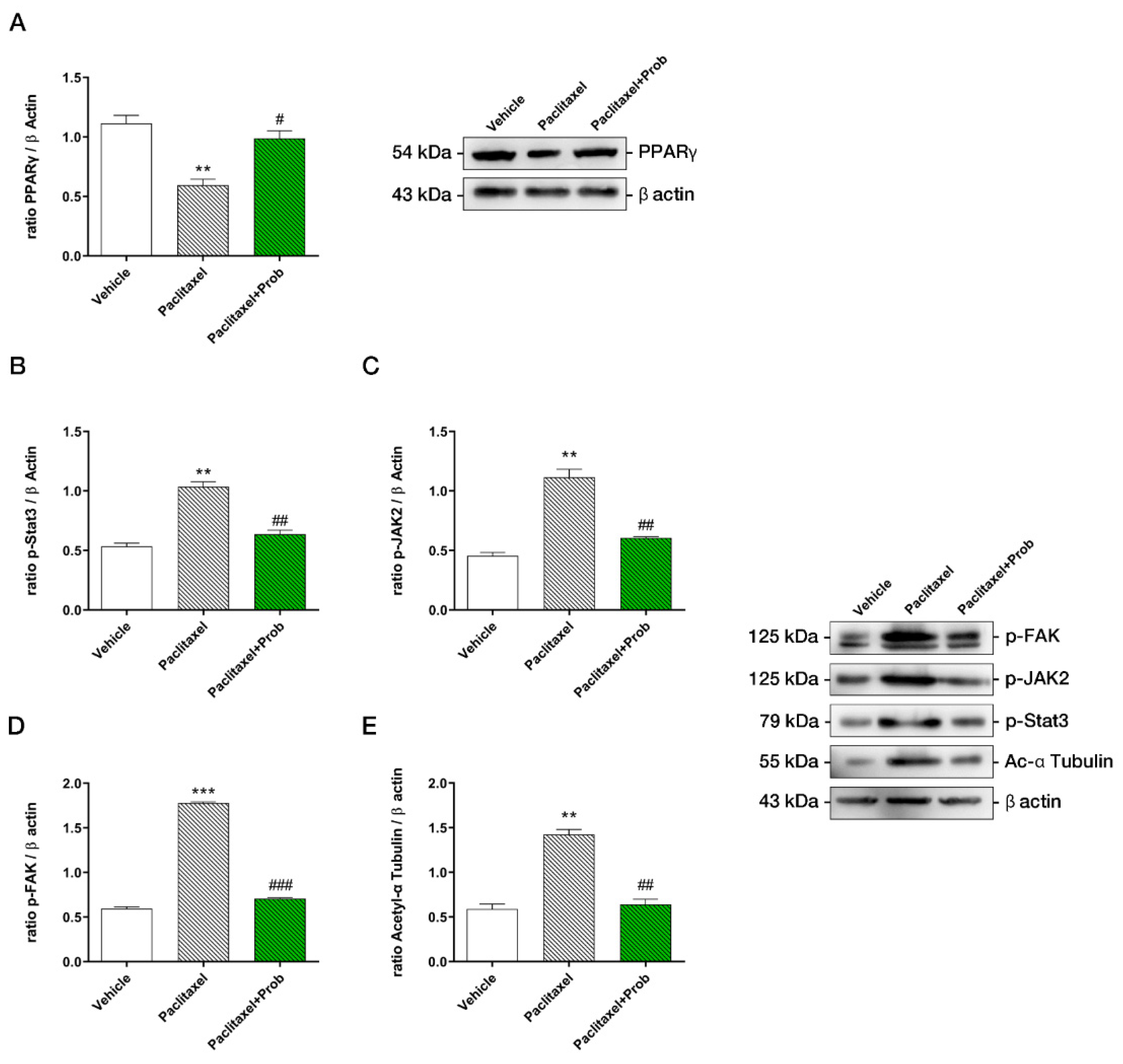Biomedicines 09 00346 g005