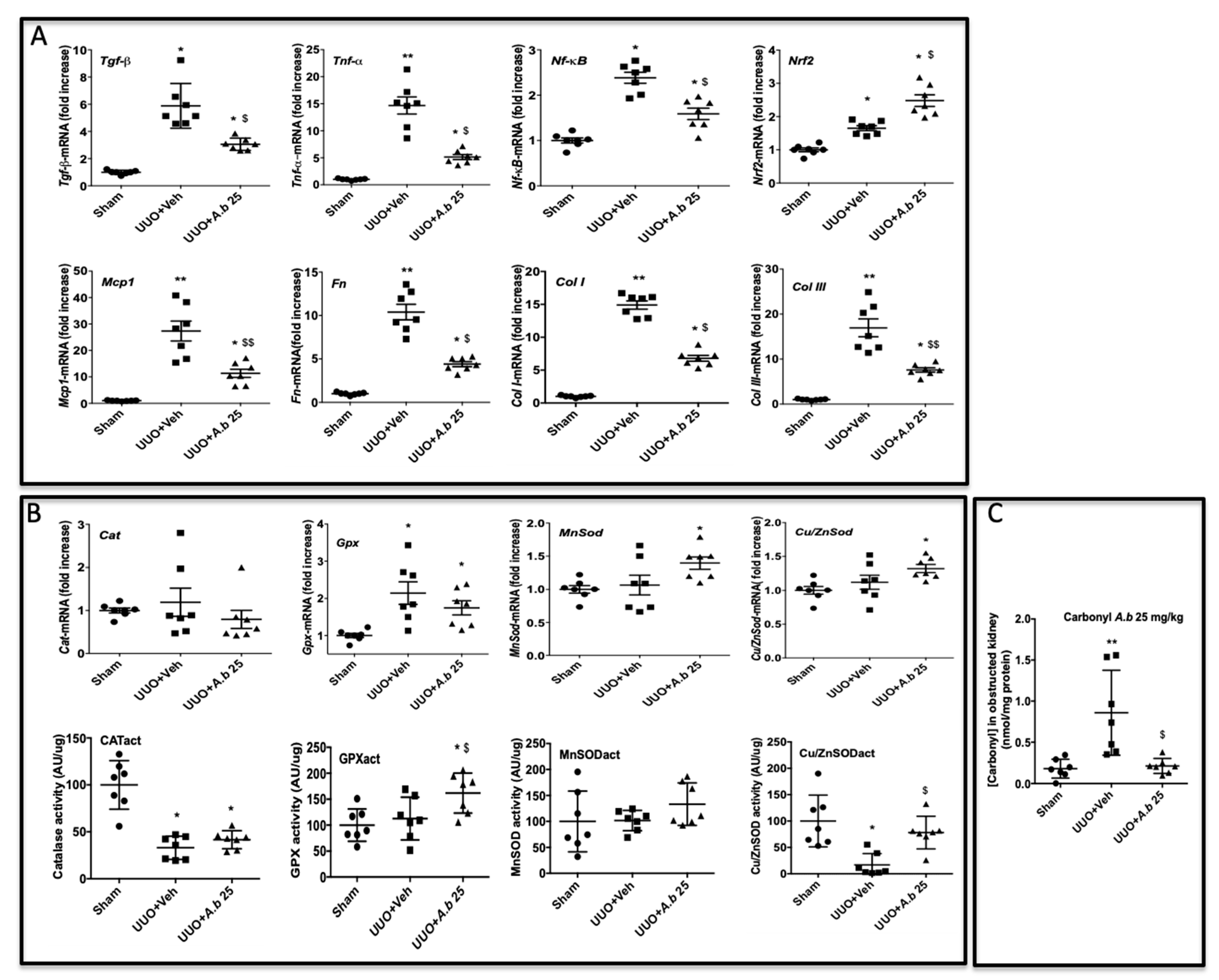 Biomedicines 09 00358 g004
