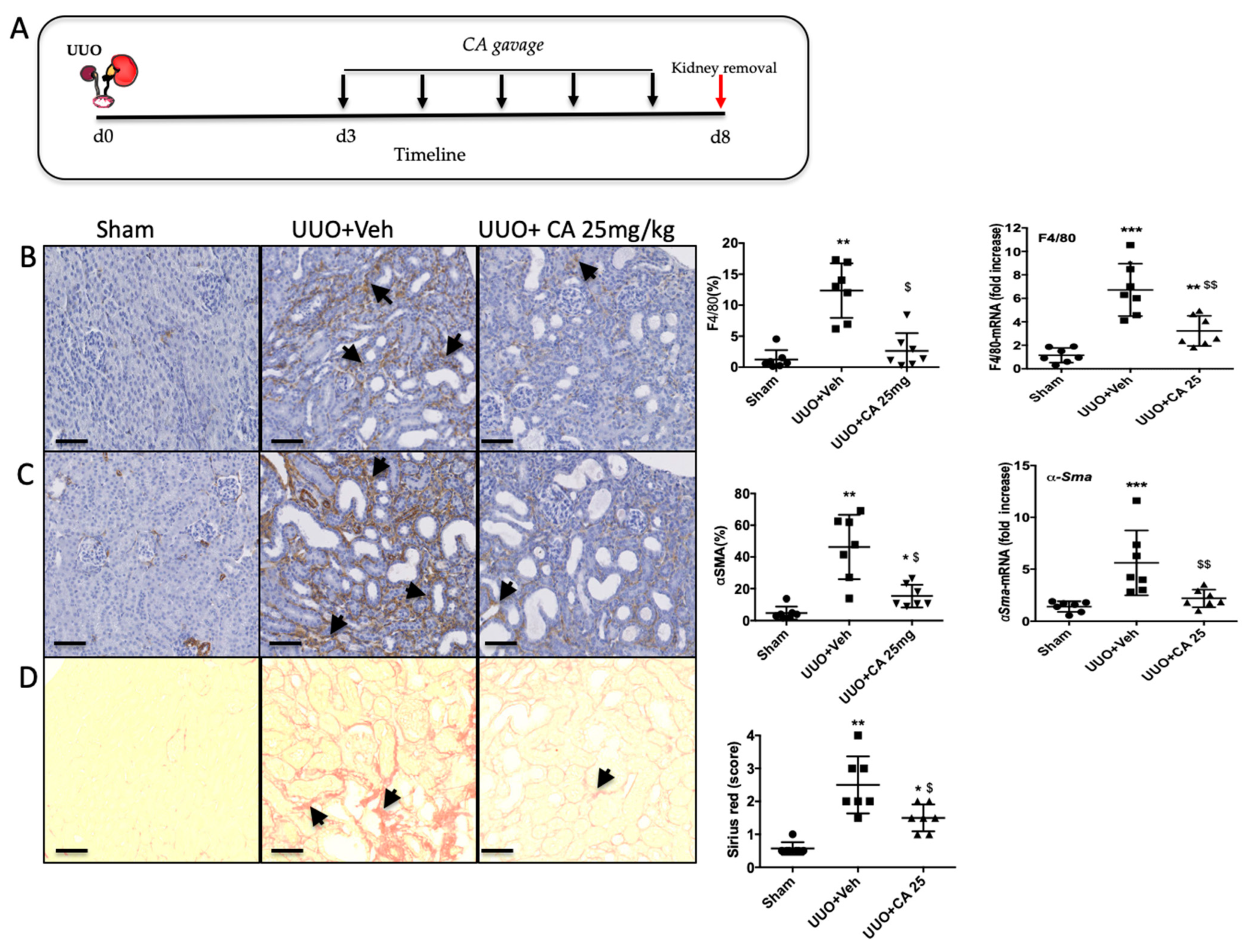 Biomedicines 09 00358 g005