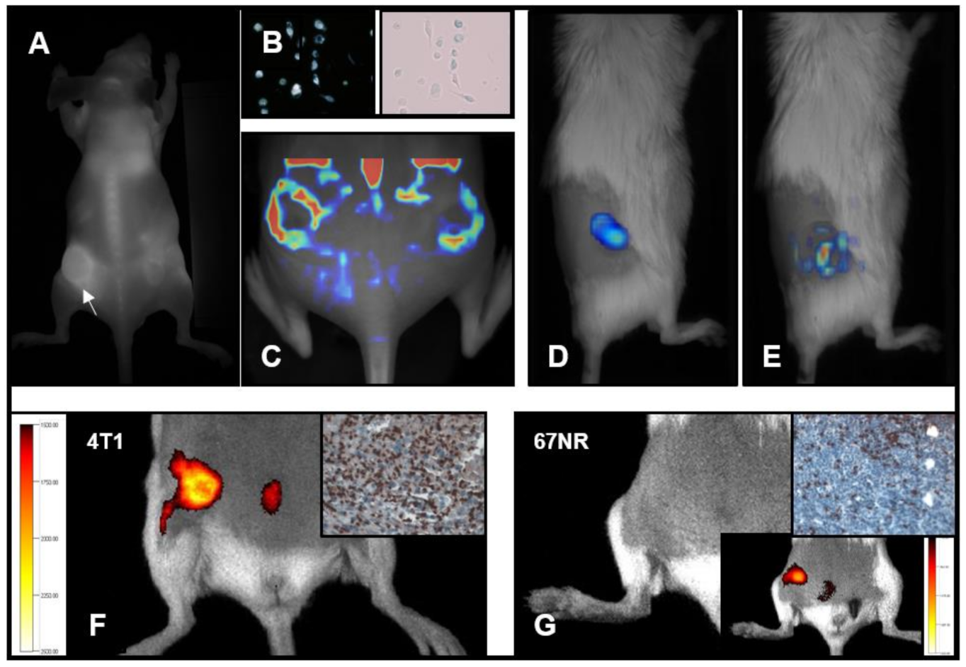 Biomedicines 09 00374 g003 Biomedicines 09 00374 g003